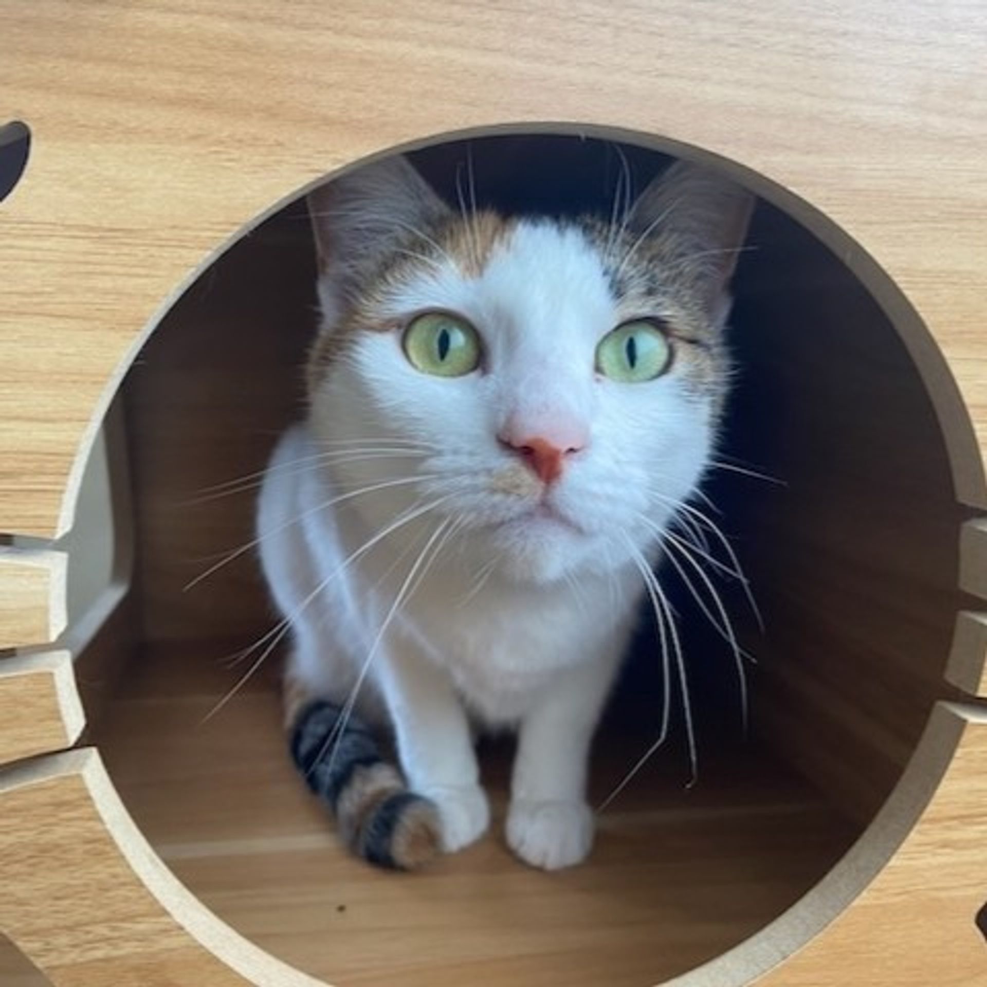 雑種（ミックス猫）・メスの里親募集の写真