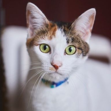 ネピア