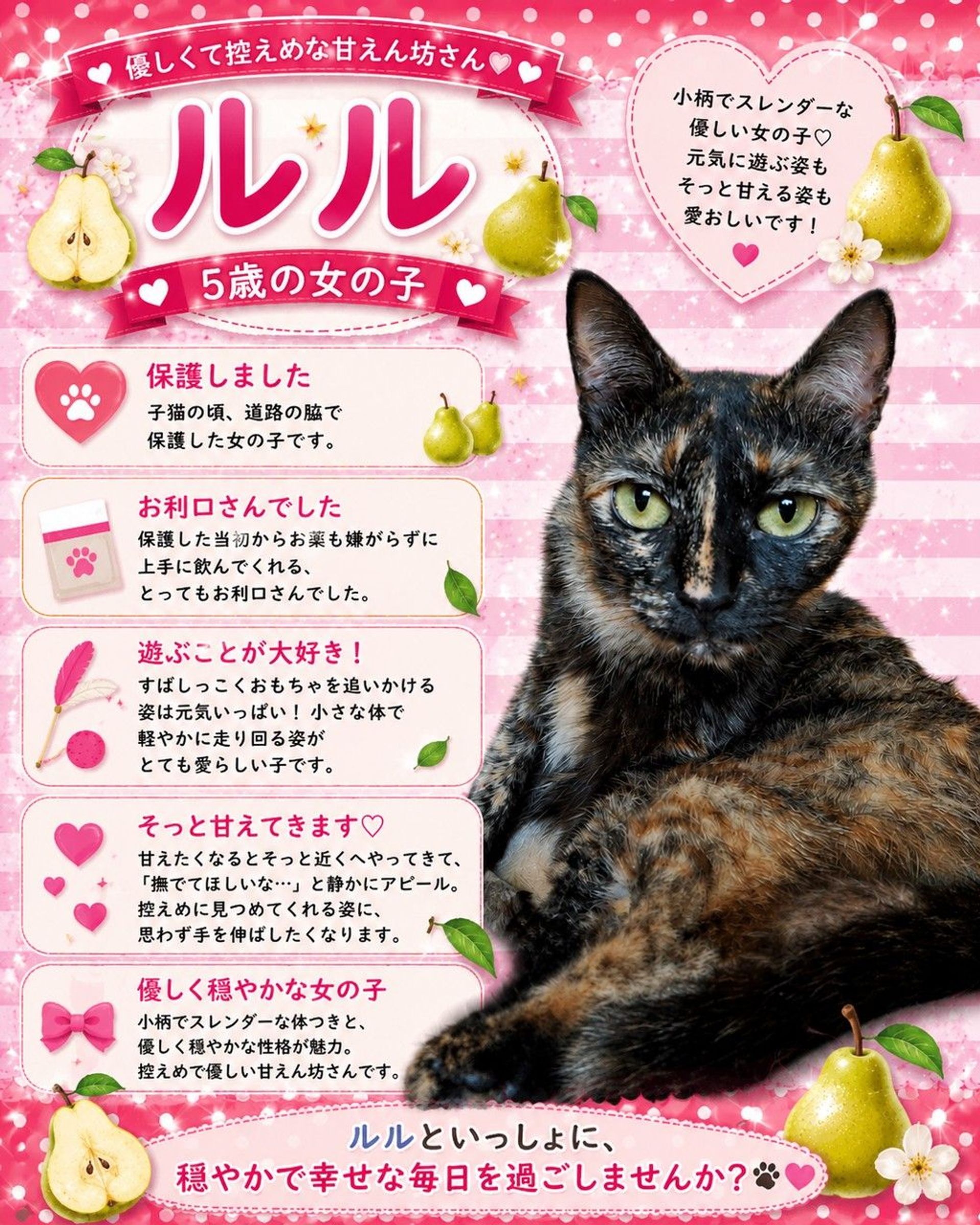 雑種（ミックス猫）・メスの里親募集の写真