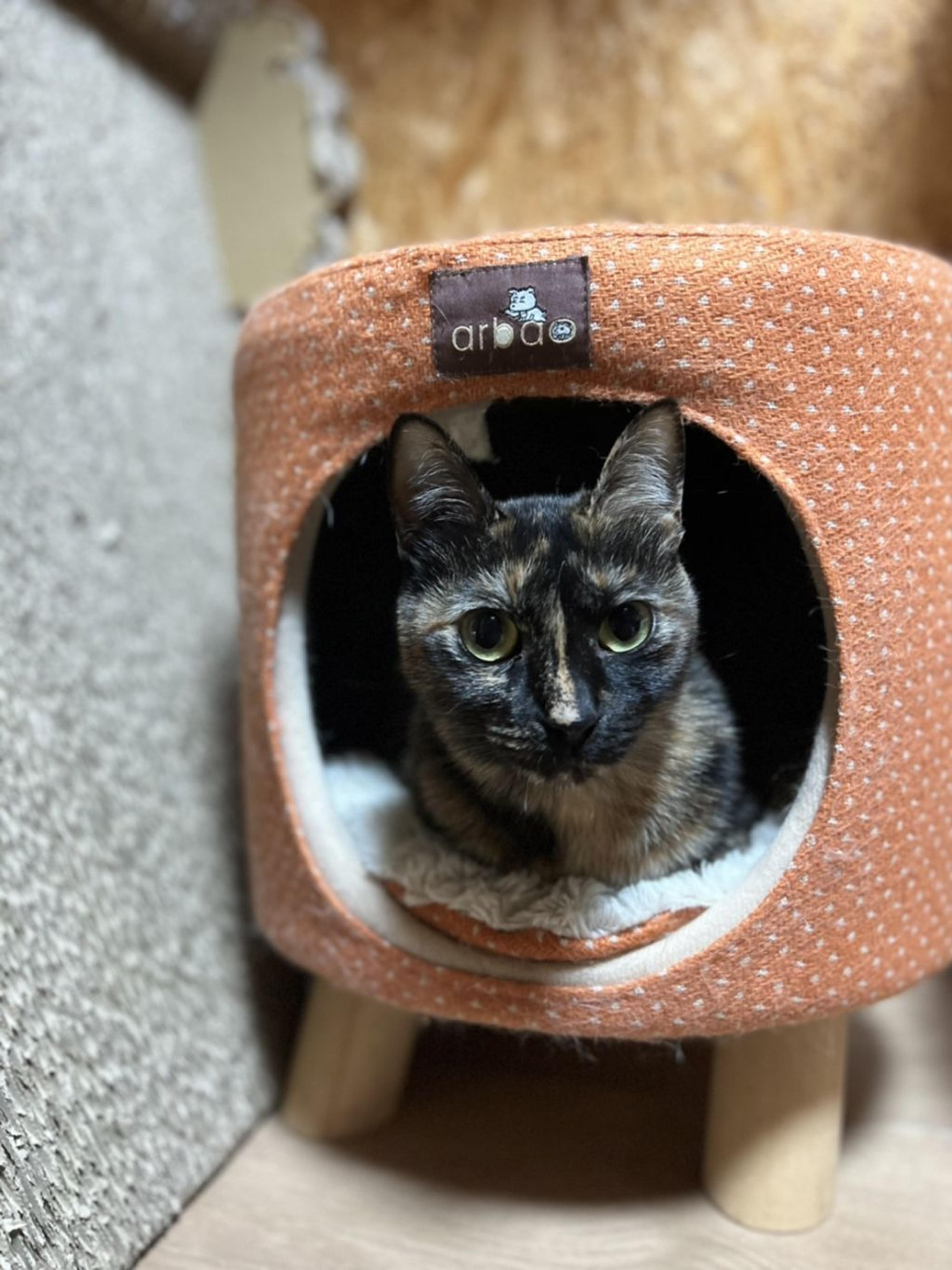 pet-image-2