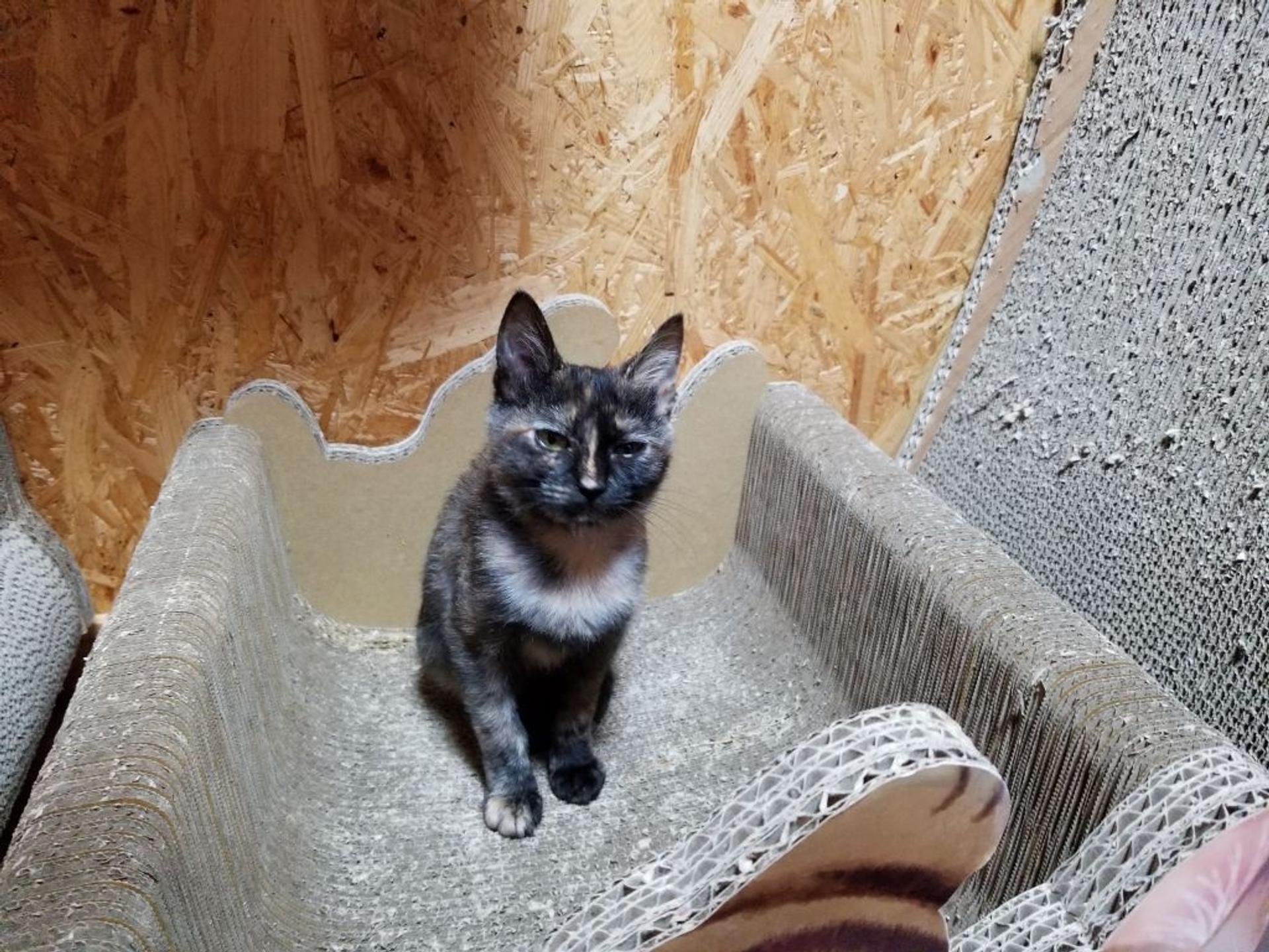 pet-image-5