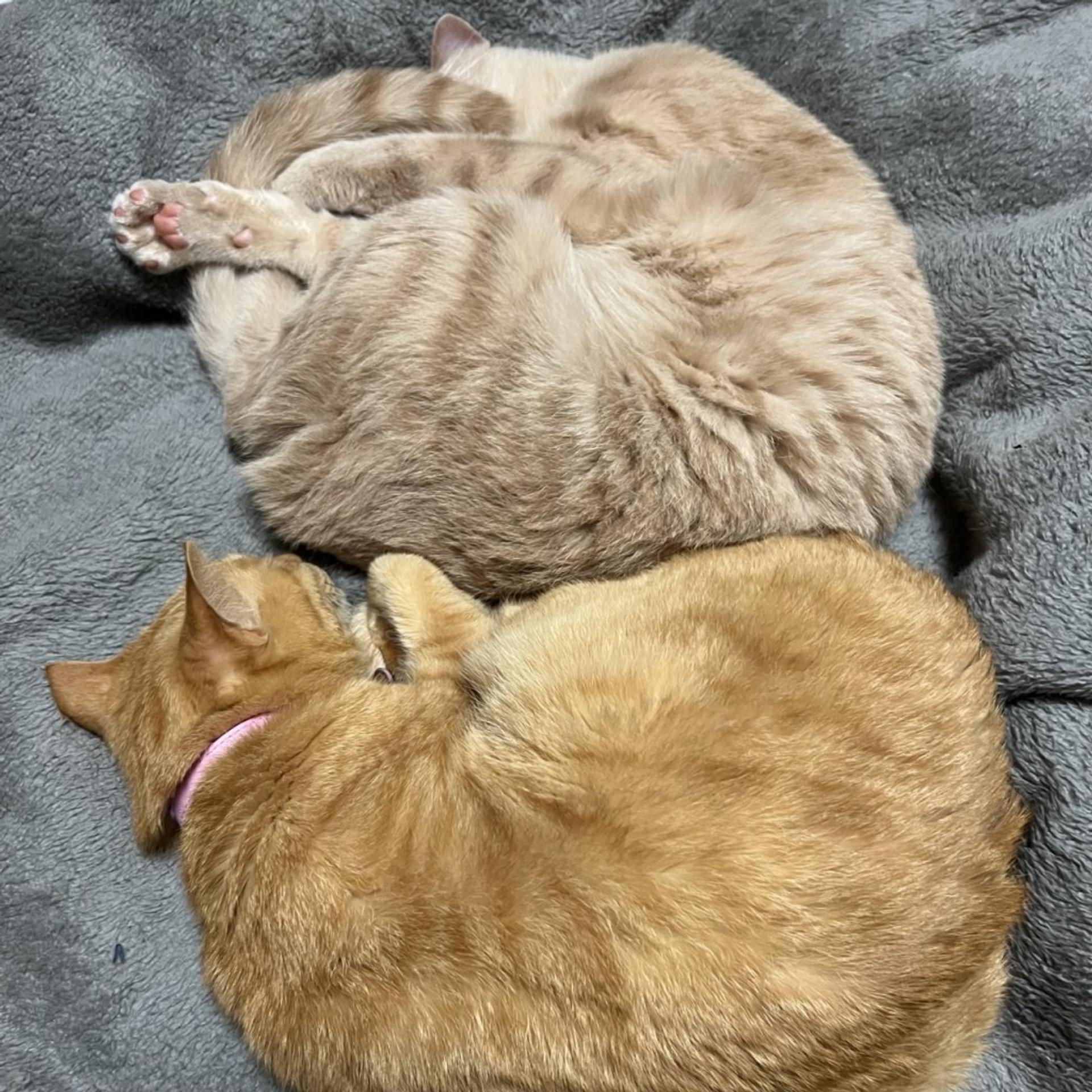 pet-image-8