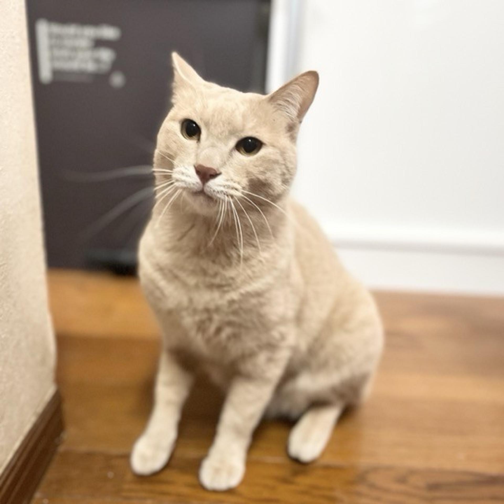 pet-image-5