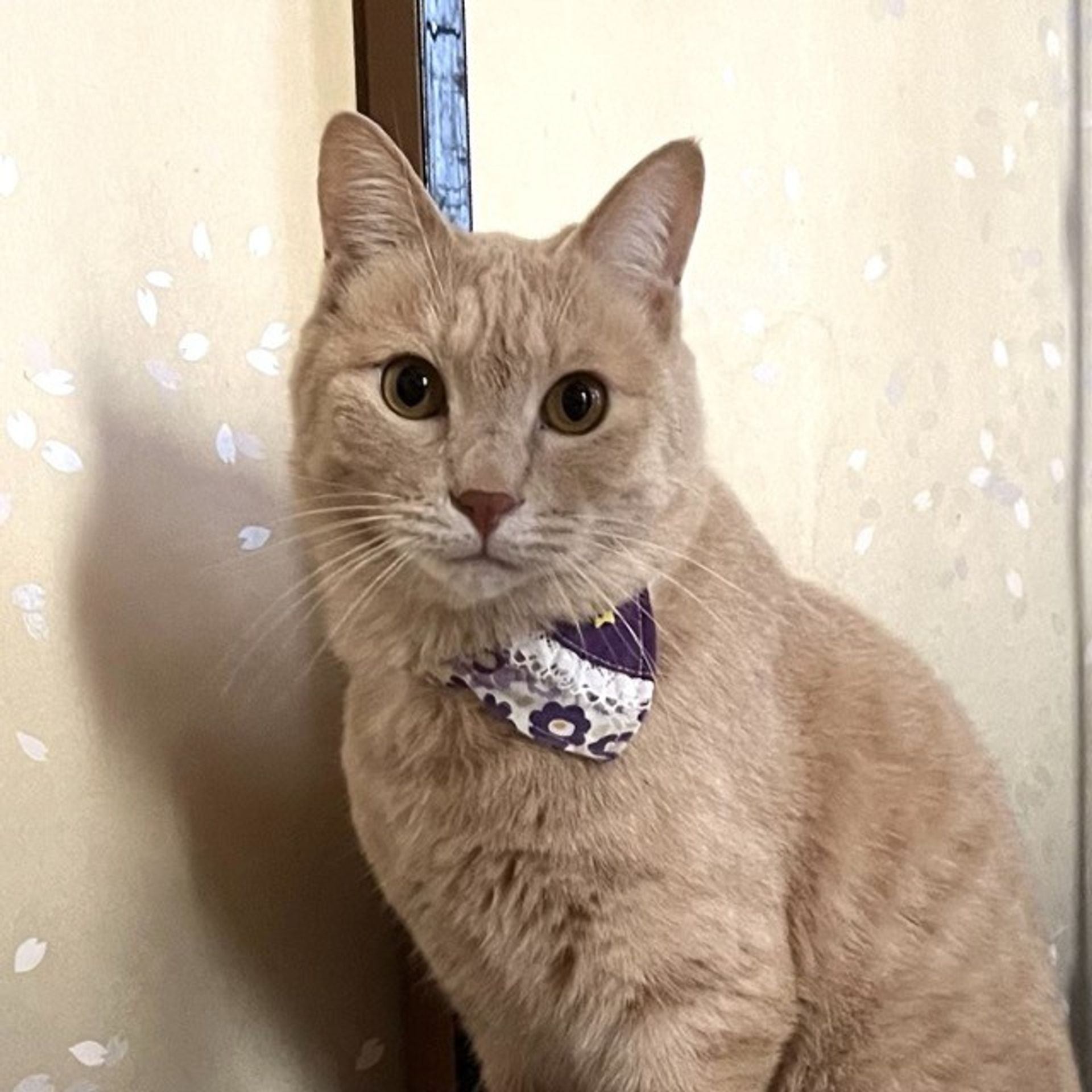 雑種（ミックス猫）・オスの里親募集の写真