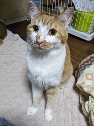 雑種（ミックス猫）・オスの里親募集の写真