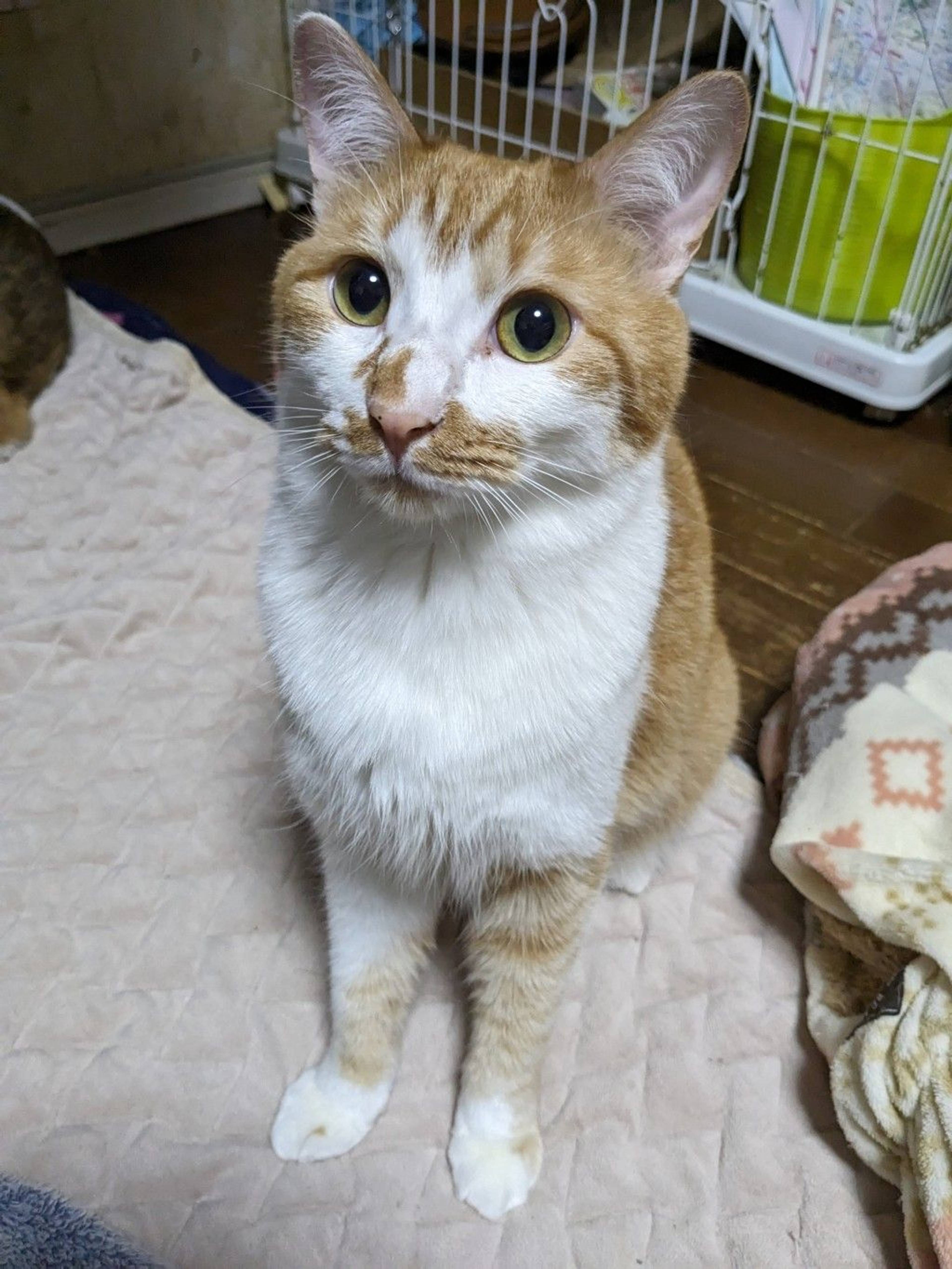 雑種（ミックス猫）・オスの里親募集の写真