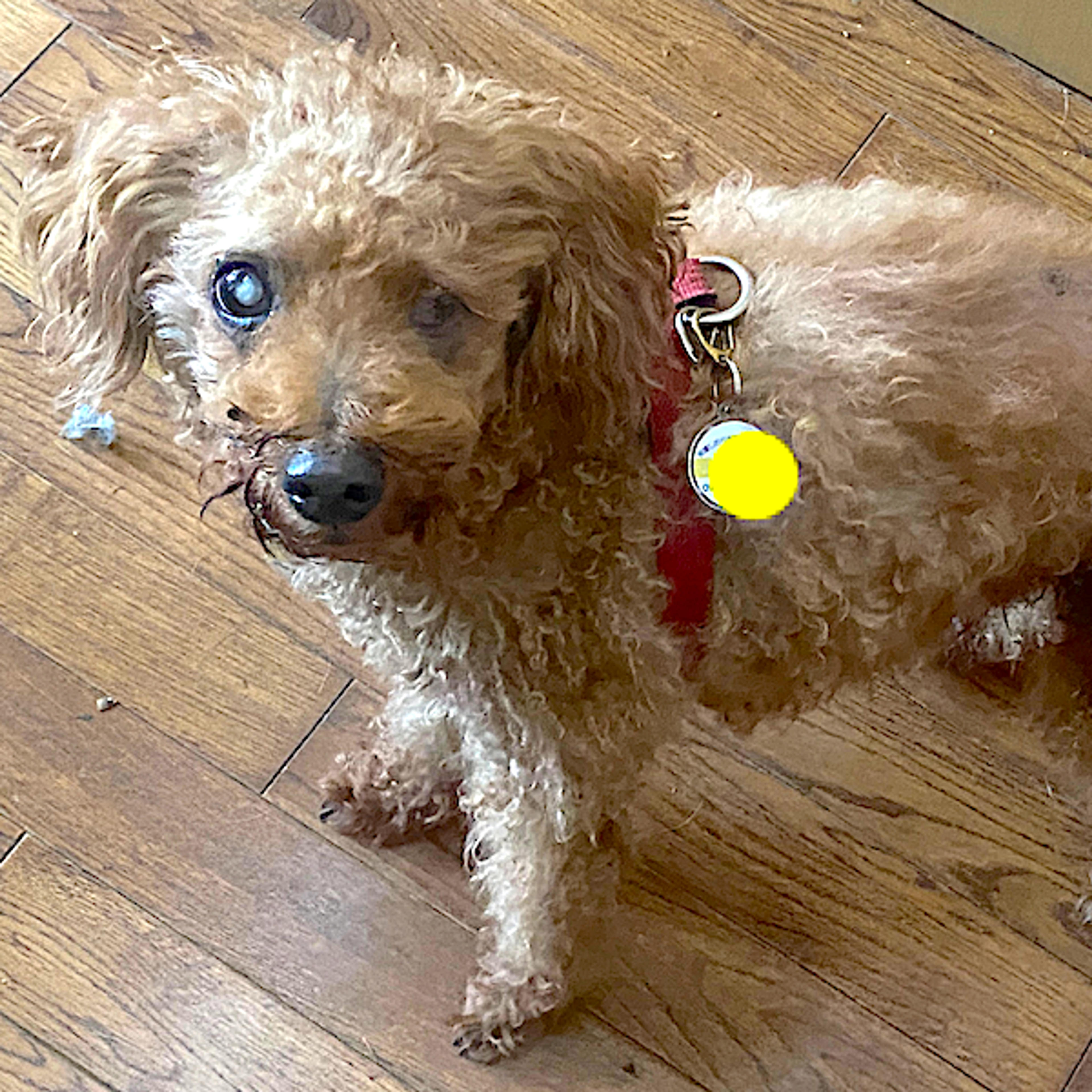 pet-image-2