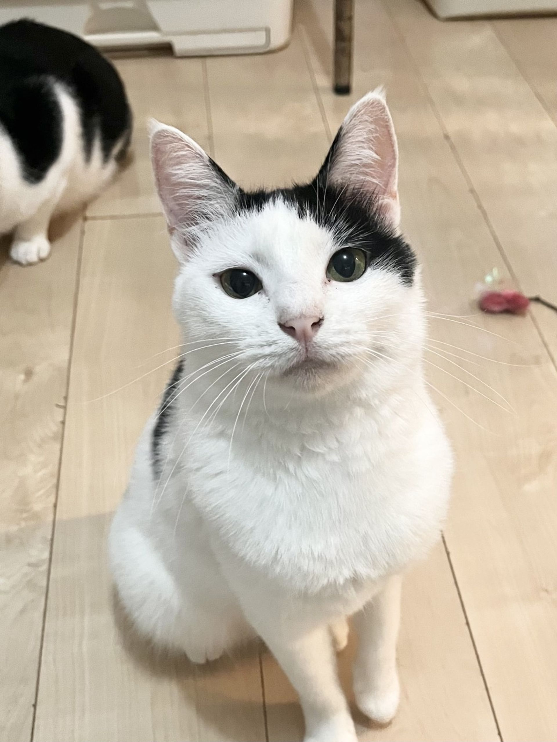 雑種（ミックス猫）・メスの里親募集の写真