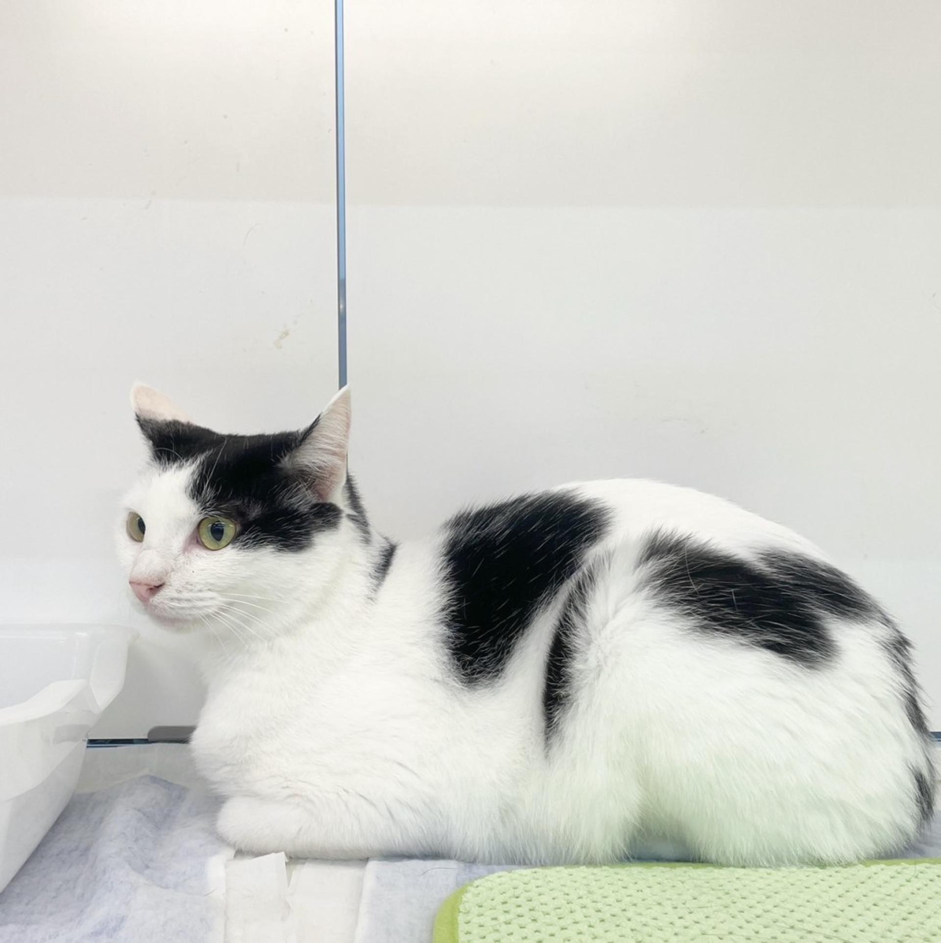 pet-image-6