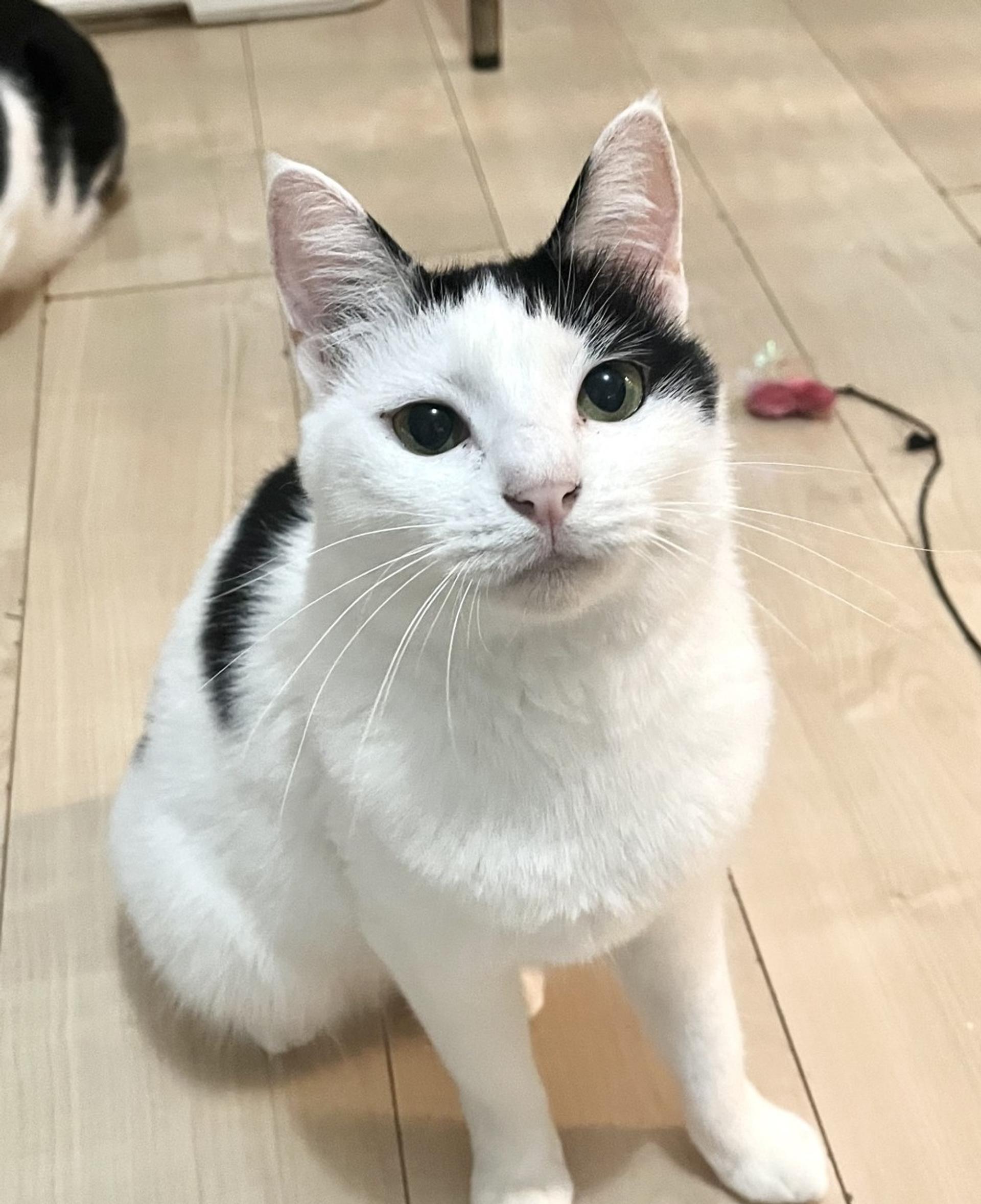 pet-image-4