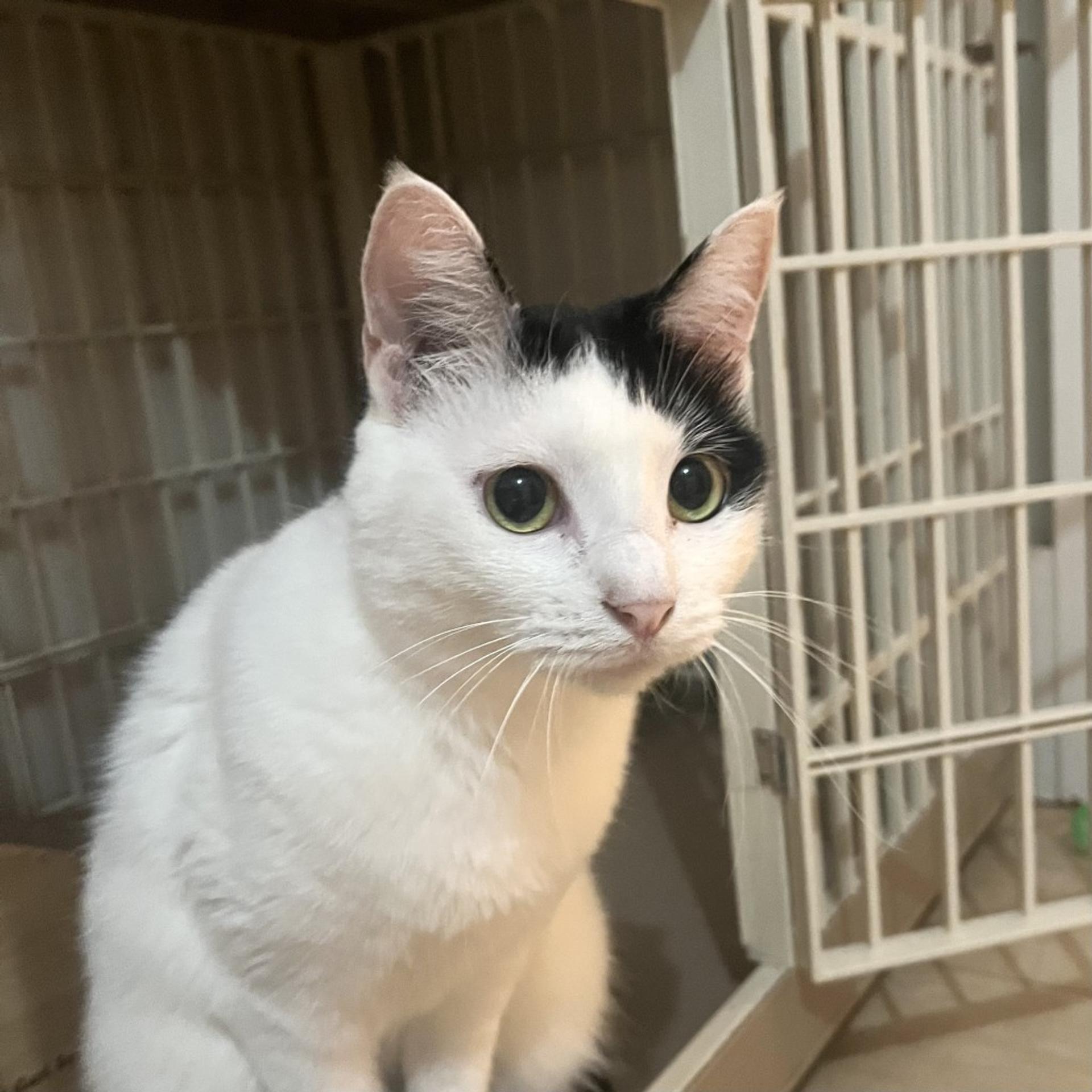 pet-image-3