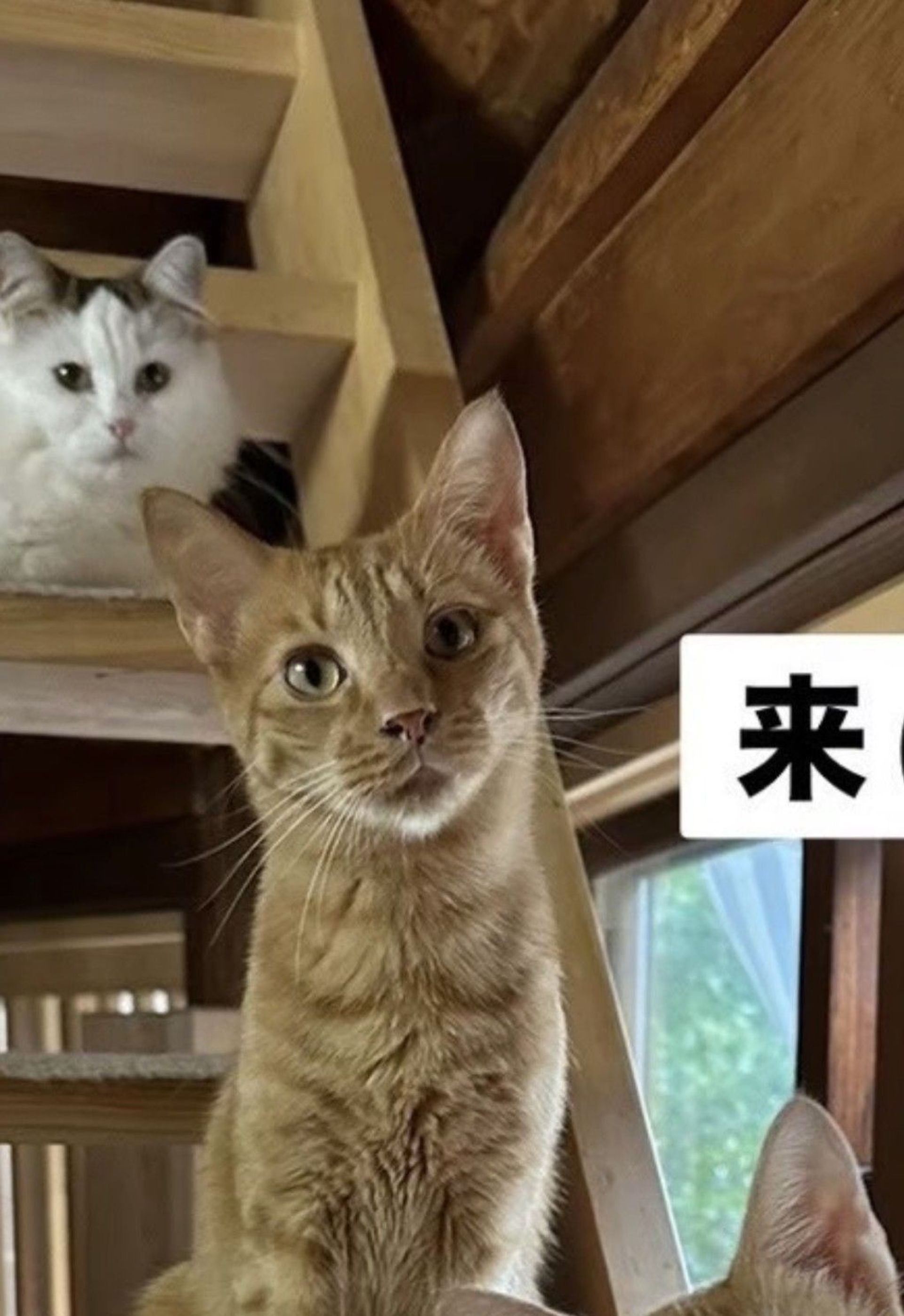 雑種（ミックス猫）・オスの里親募集の写真