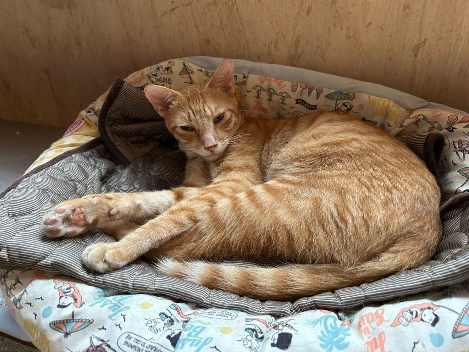 雑種（ミックス猫）・オスの里親募集の写真