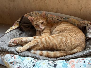 雑種（ミックス猫）・オスの里親募集の写真