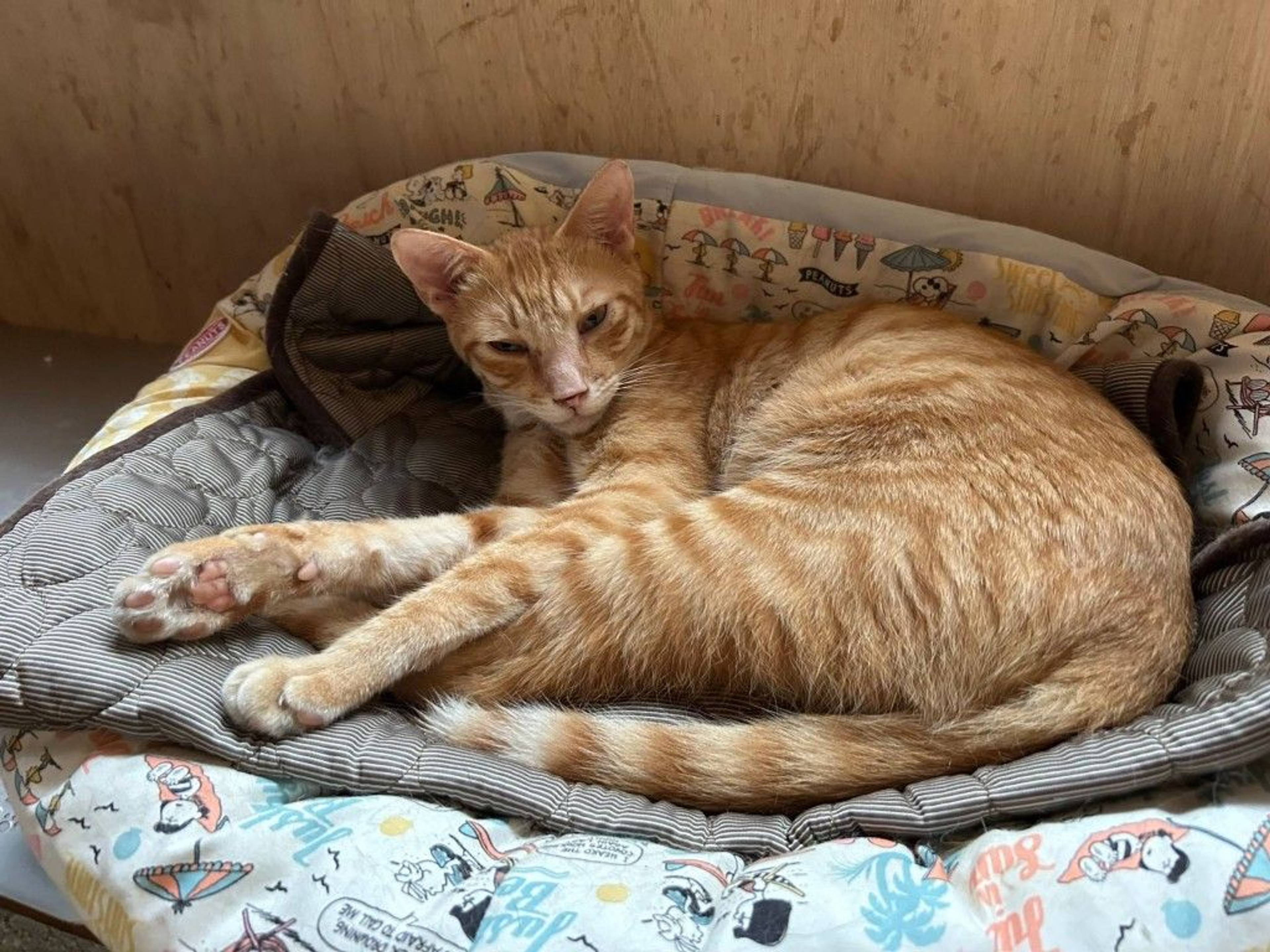 雑種（ミックス猫）・オスの里親募集の写真