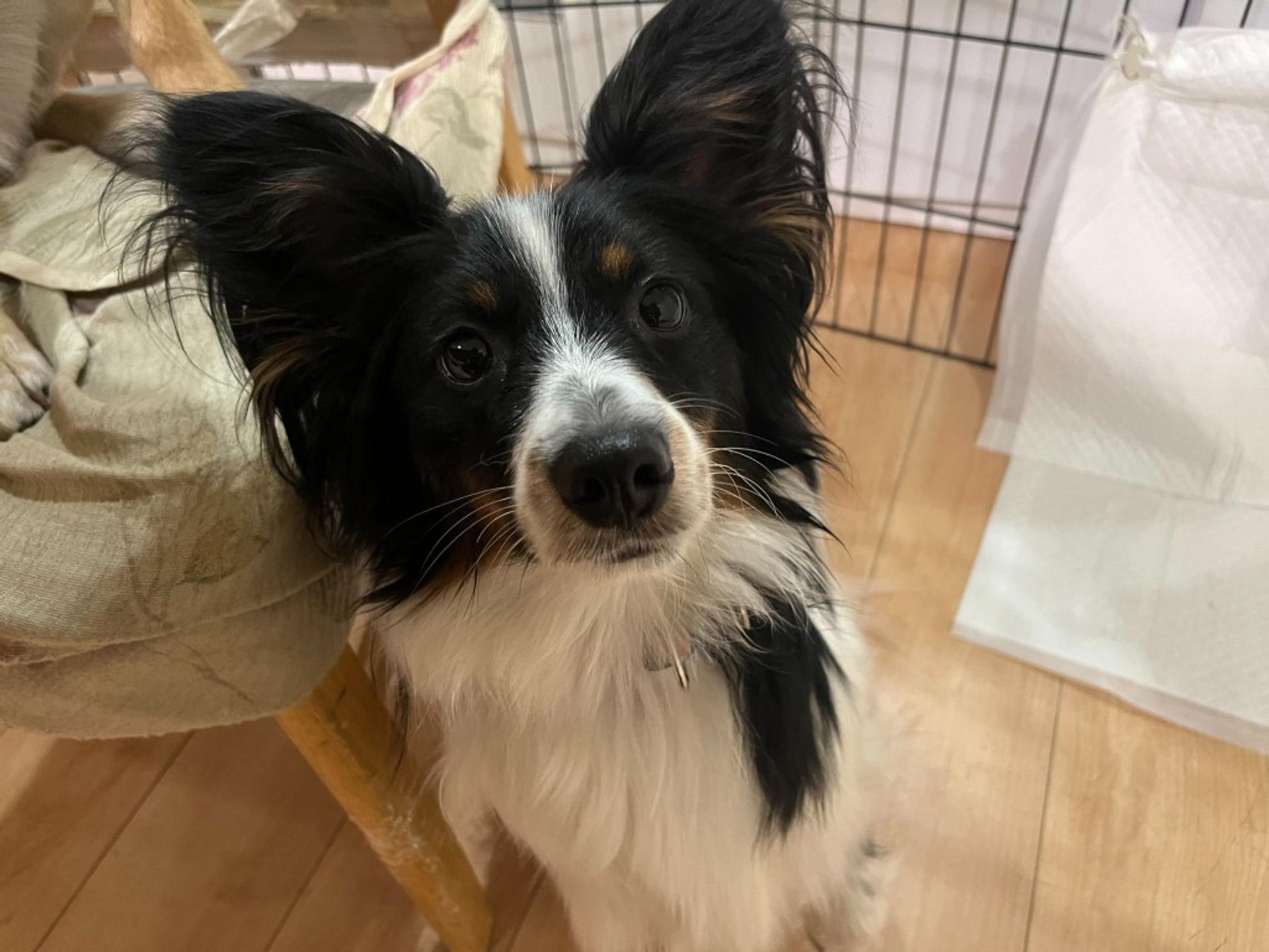 pet-image-4