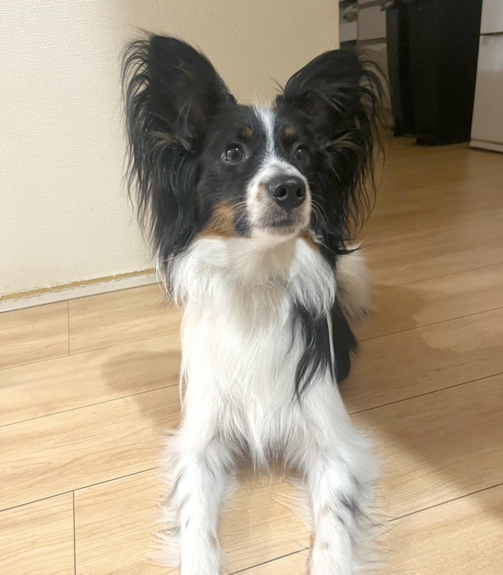pet-image-2