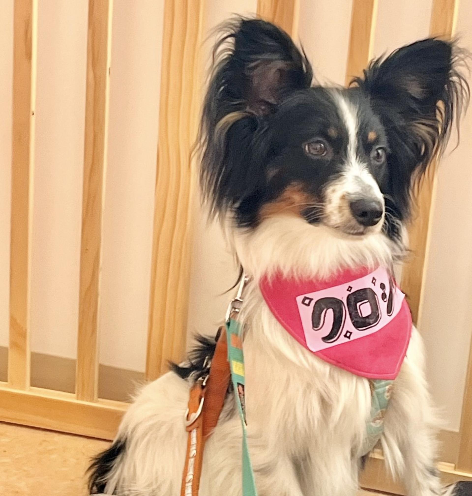 pet-image-7