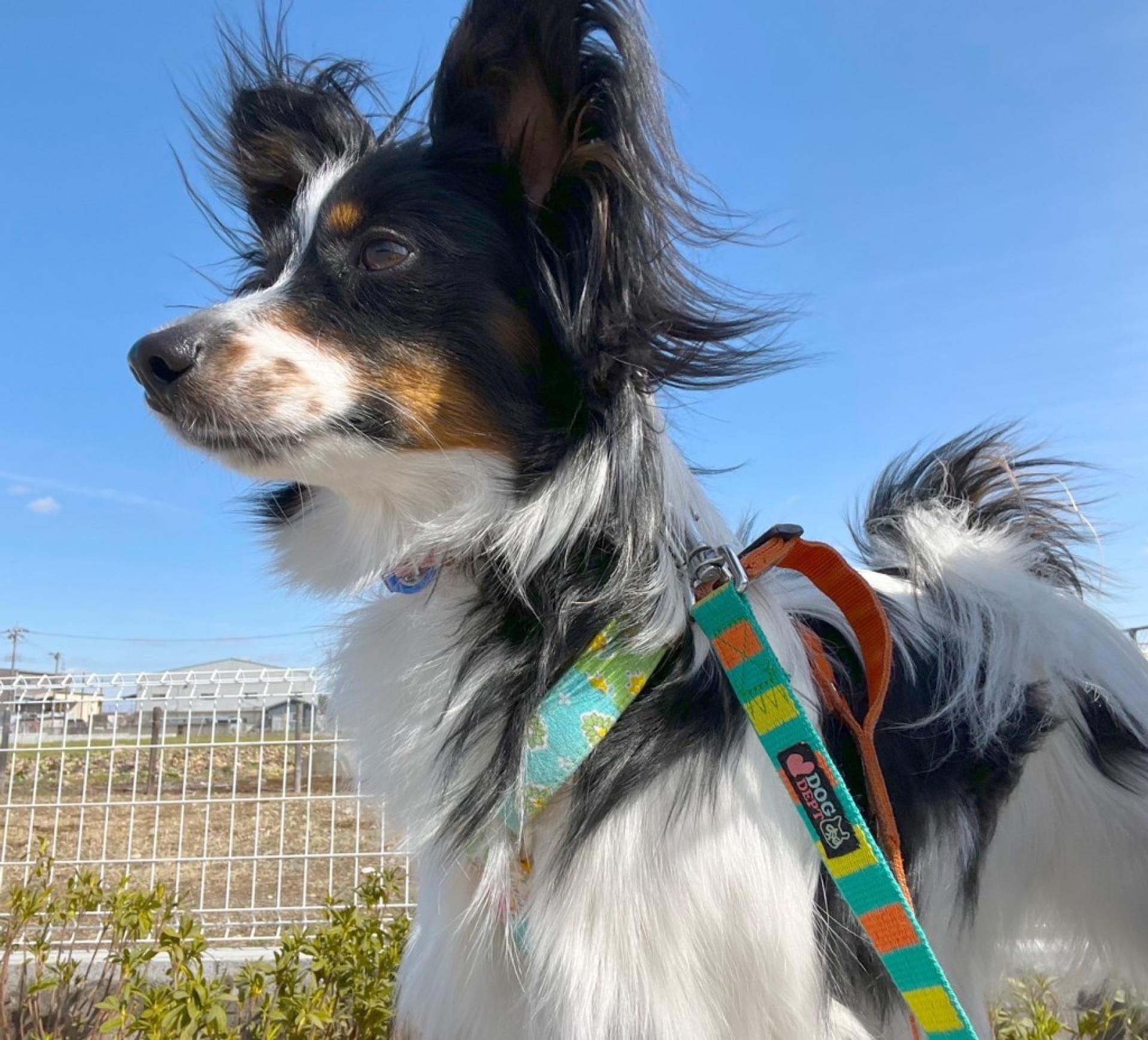 pet-image-5