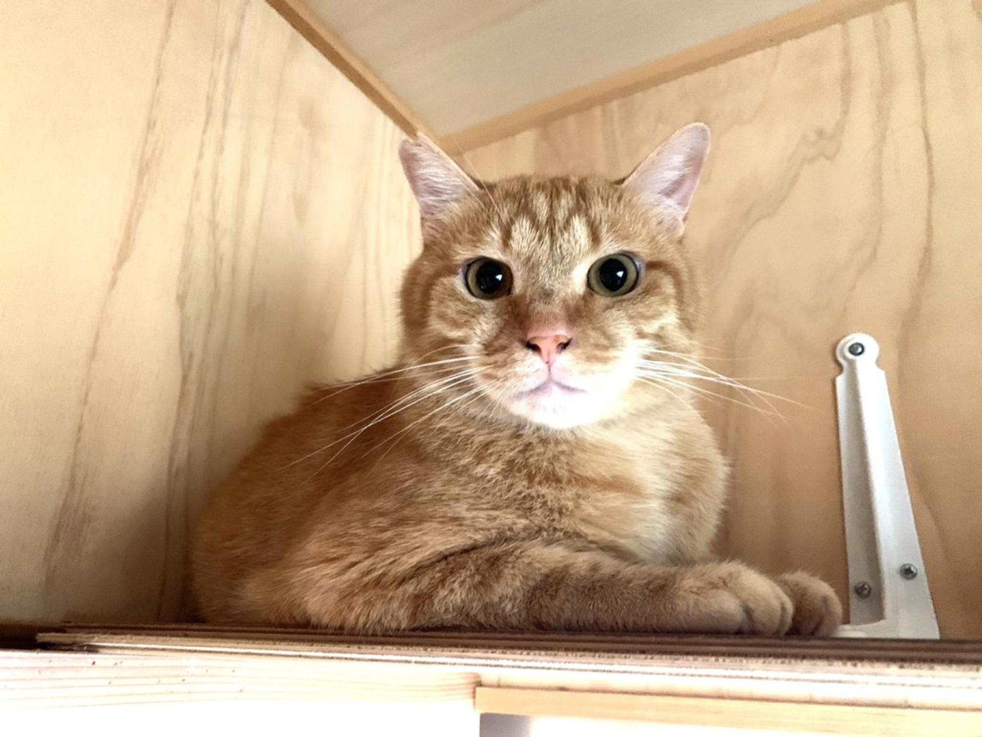 pet-image-2