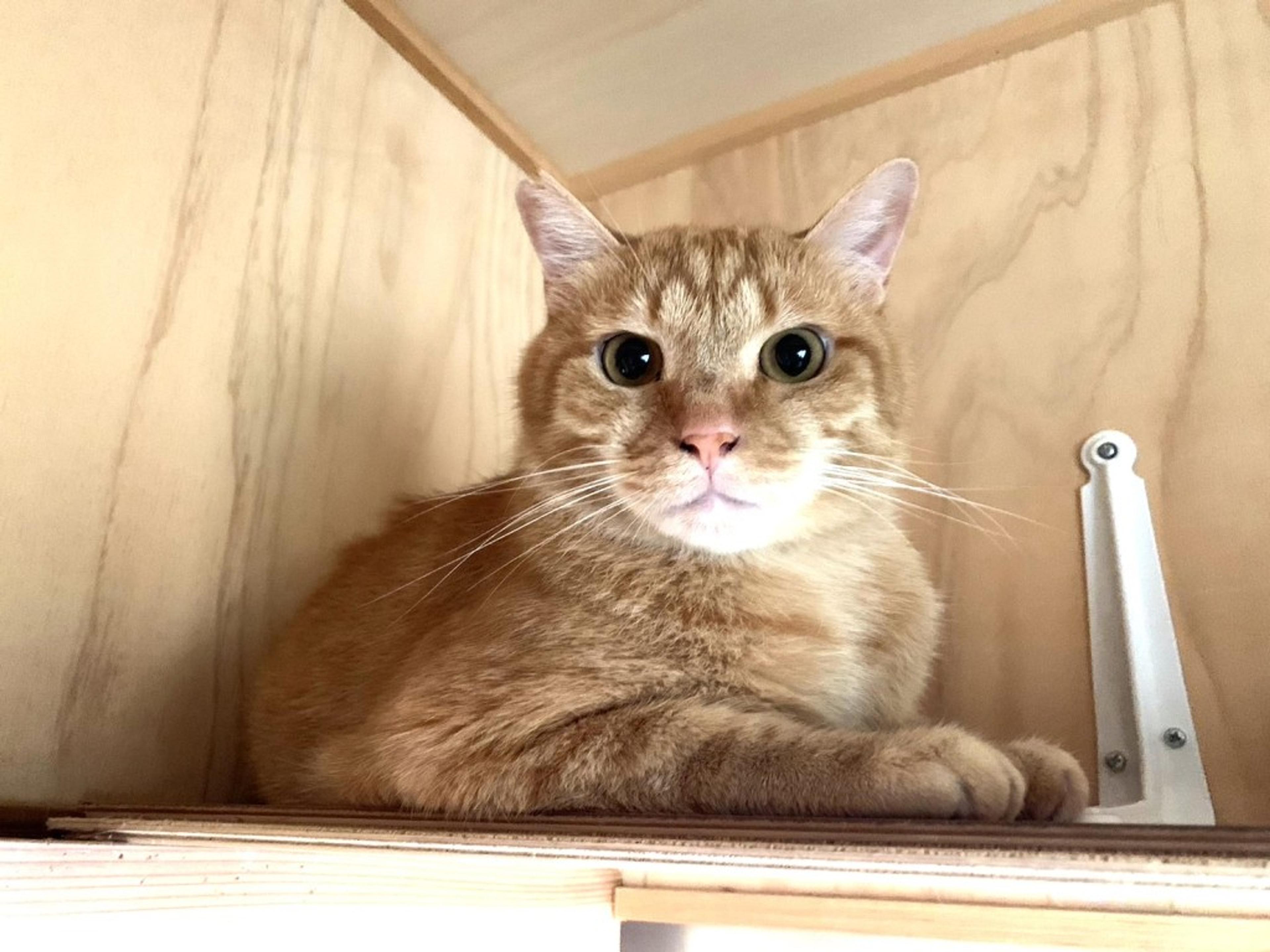 pet-image-2