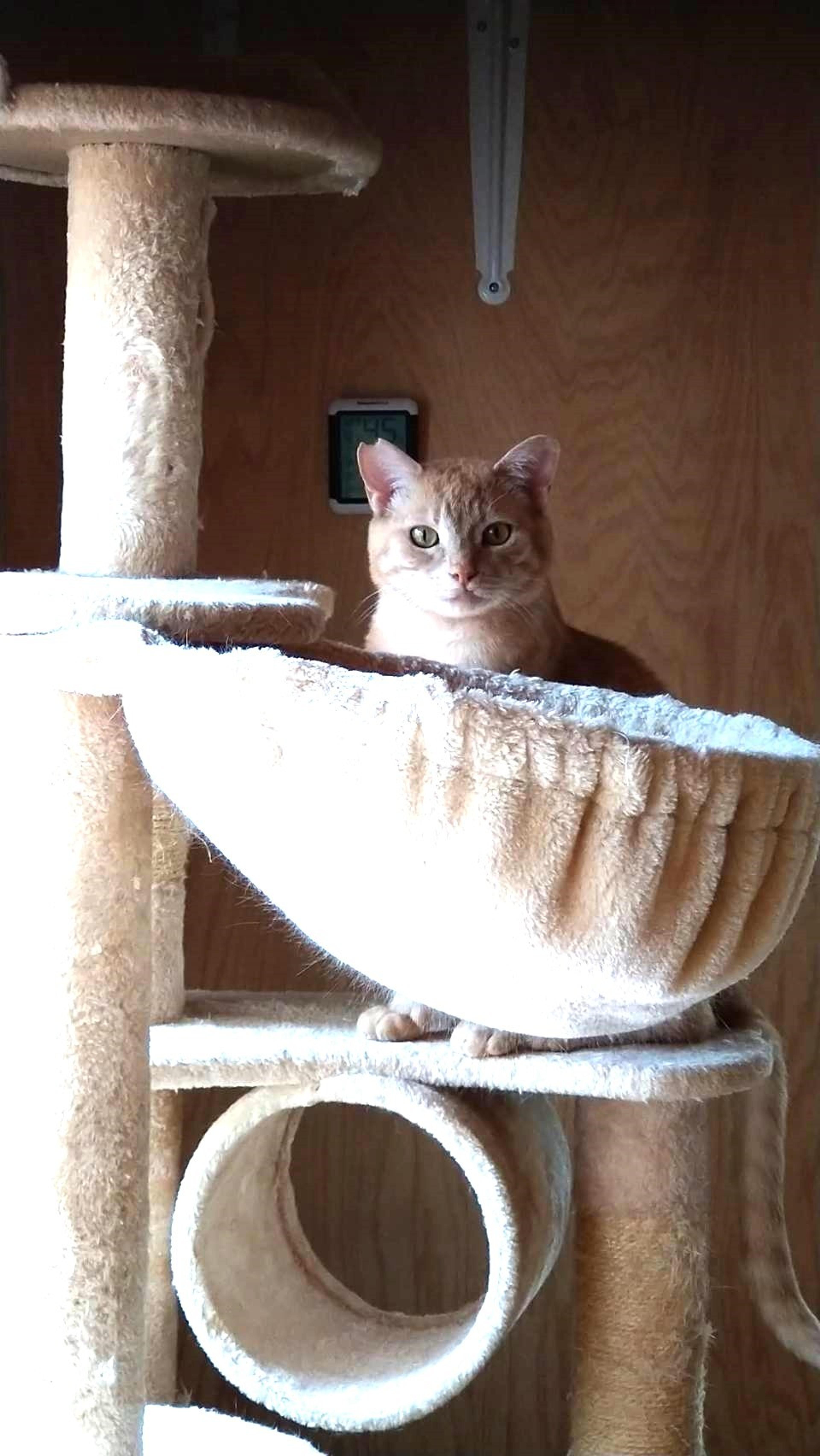 pet-image-6