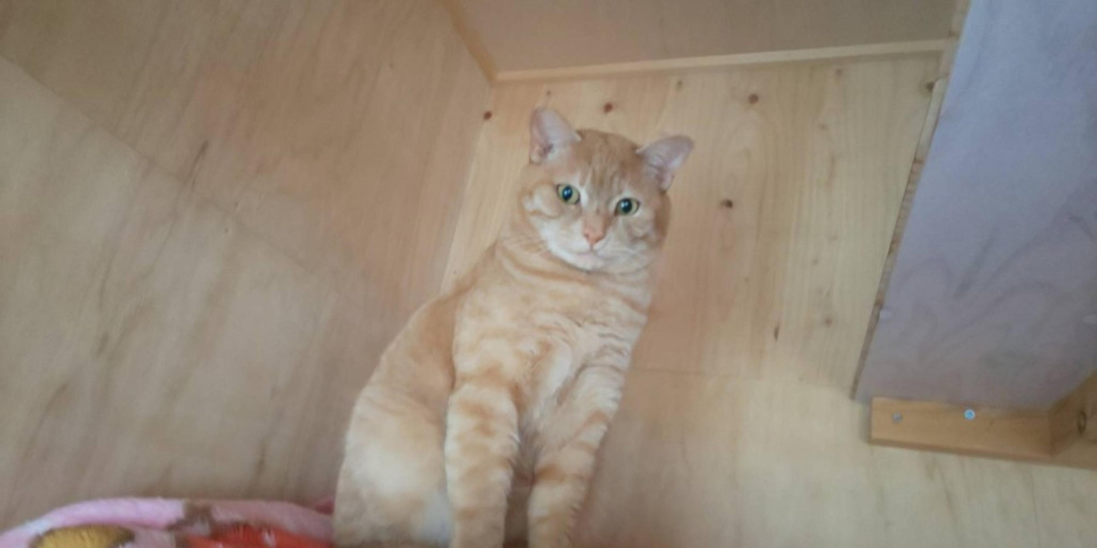 pet-image-7