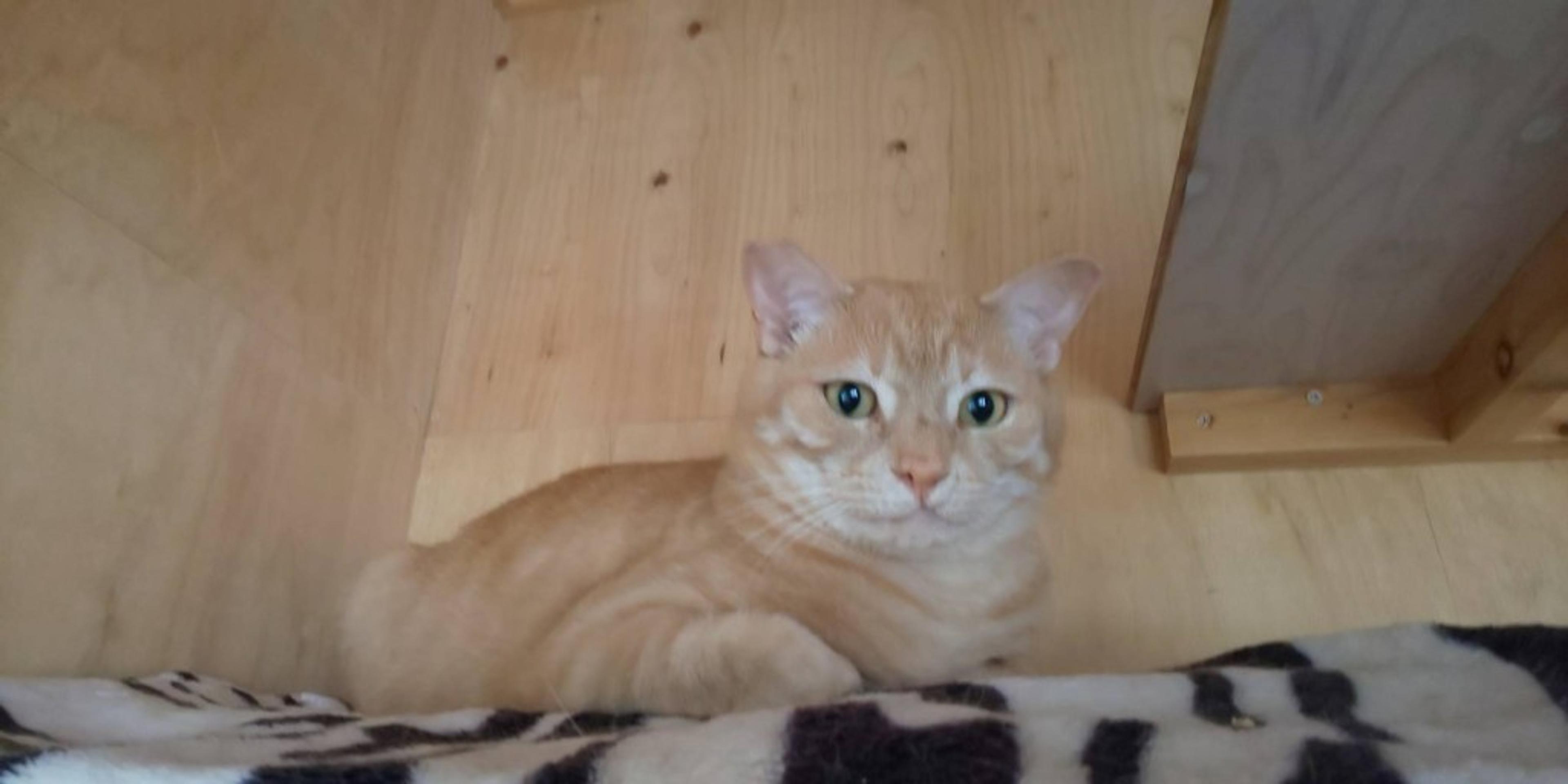 pet-image-8