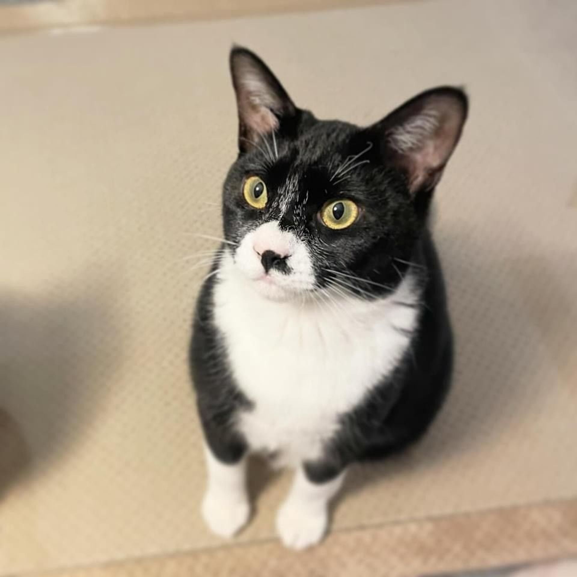 雑種（ミックス猫）・メスの里親募集の写真