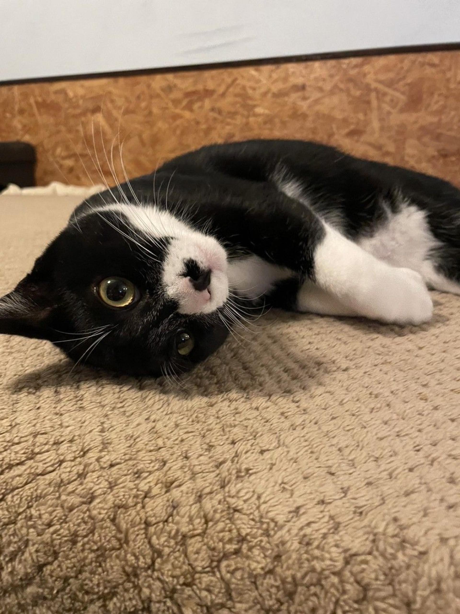 pet-image-2