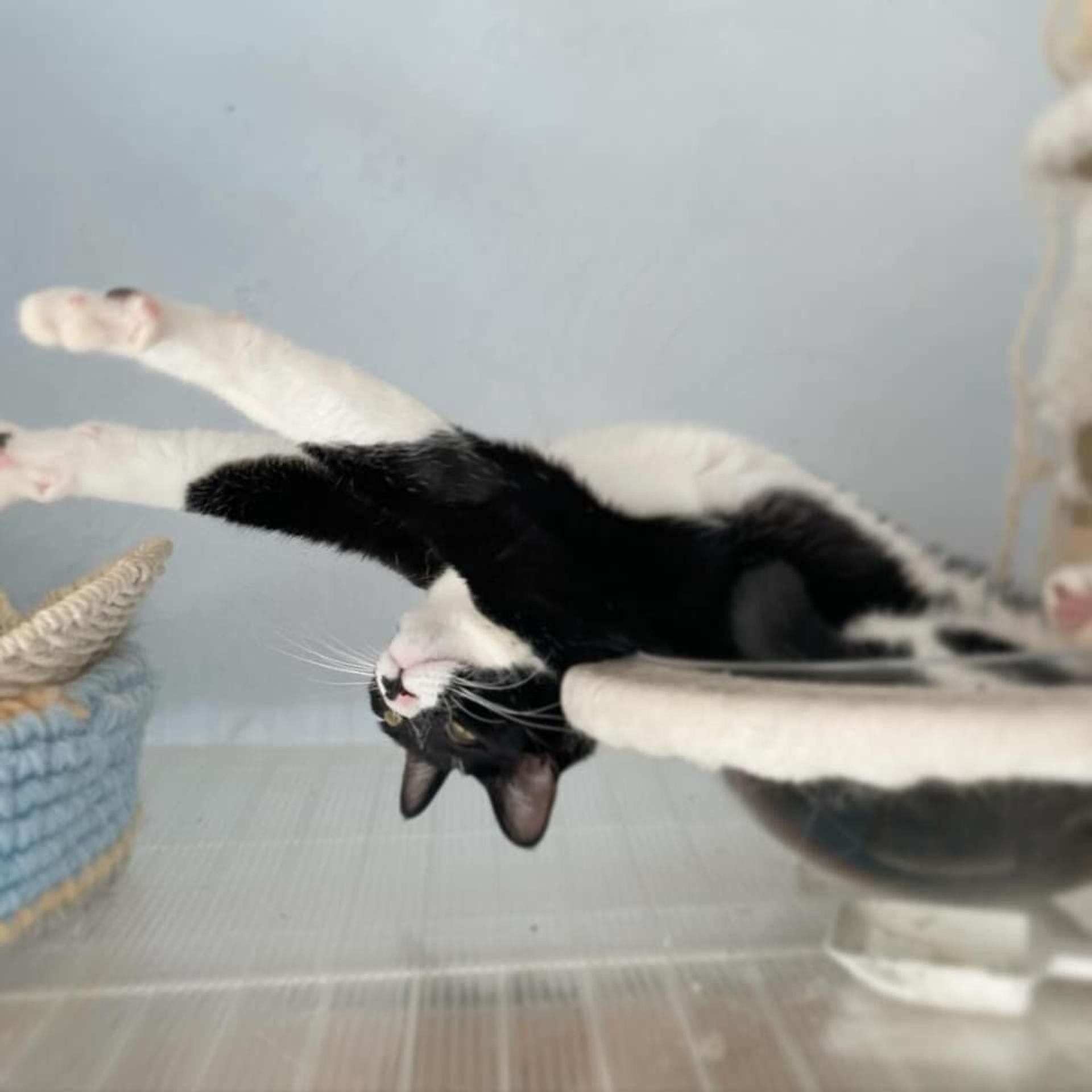 pet-image-4
