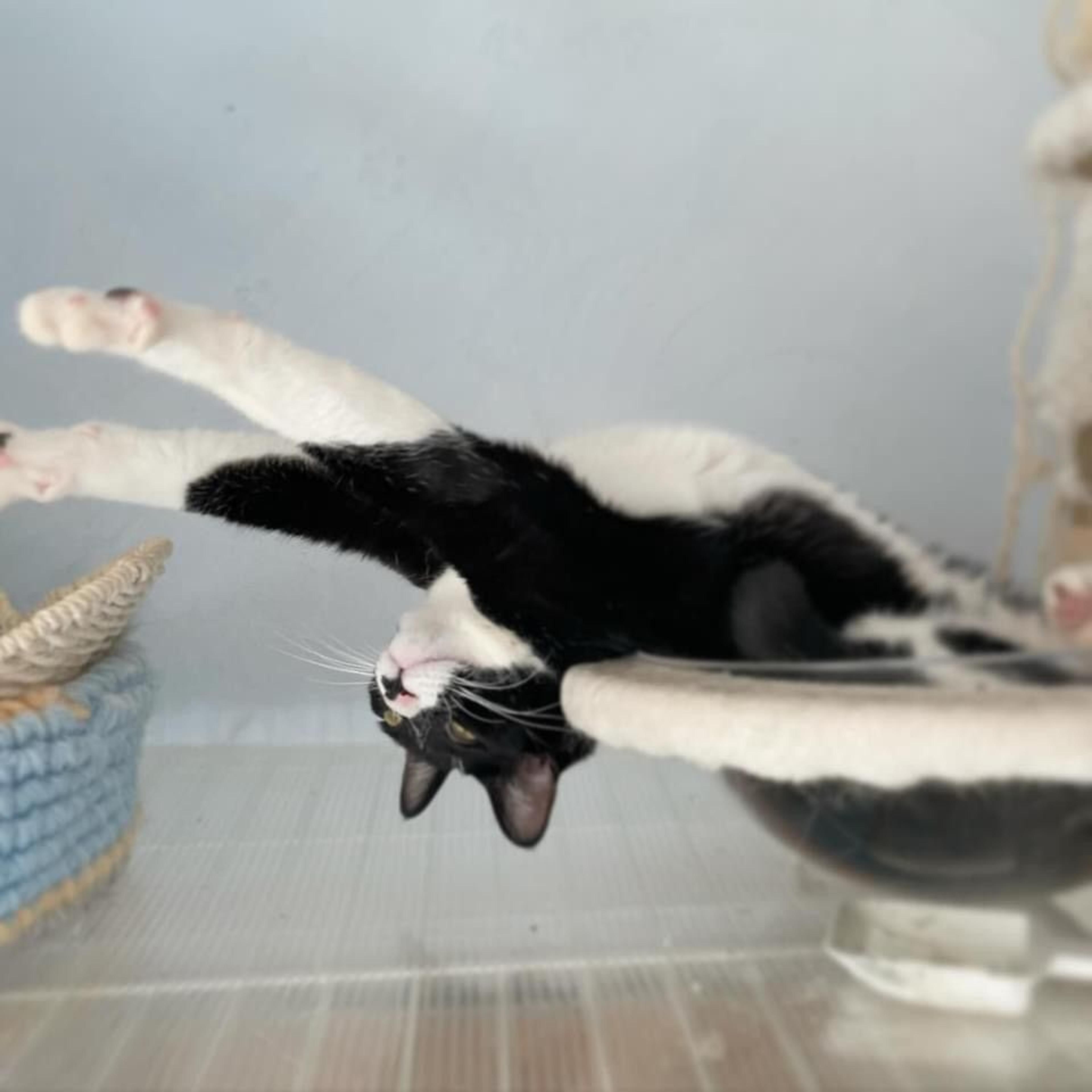pet-image-4