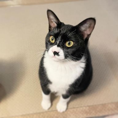 チェリー