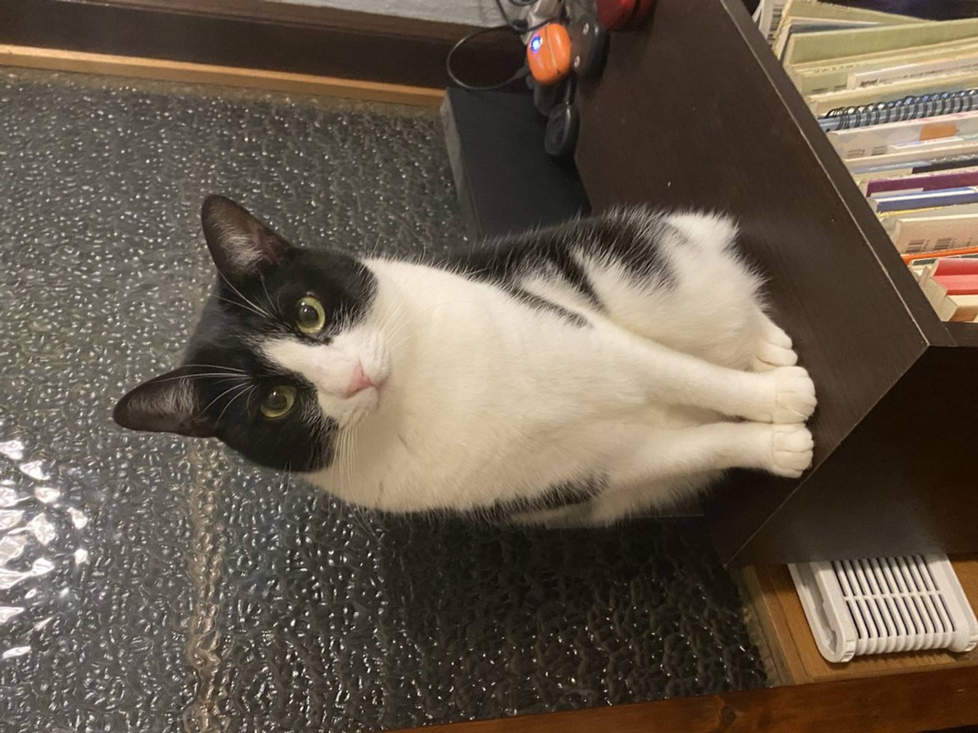 雑種（ミックス猫）・メスの里親募集の写真
