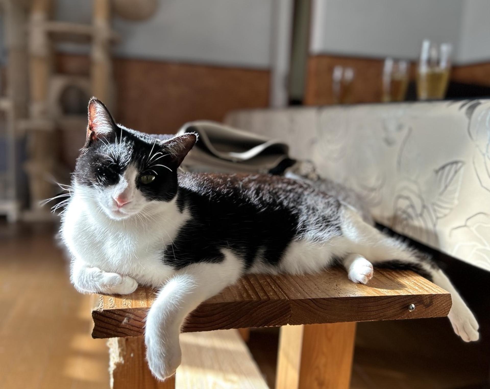pet-image-3