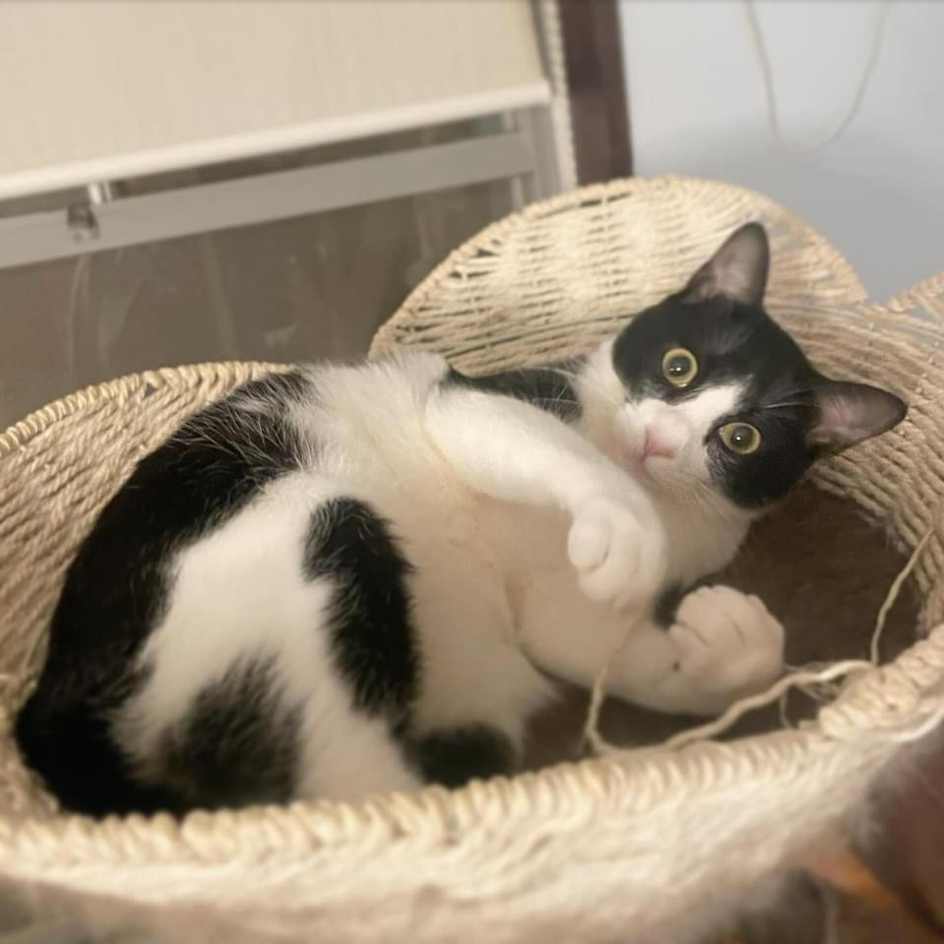 pet-image-4