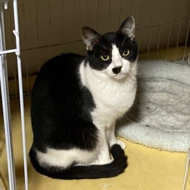 雑種（ミックス猫）・オスの里親募集の写真