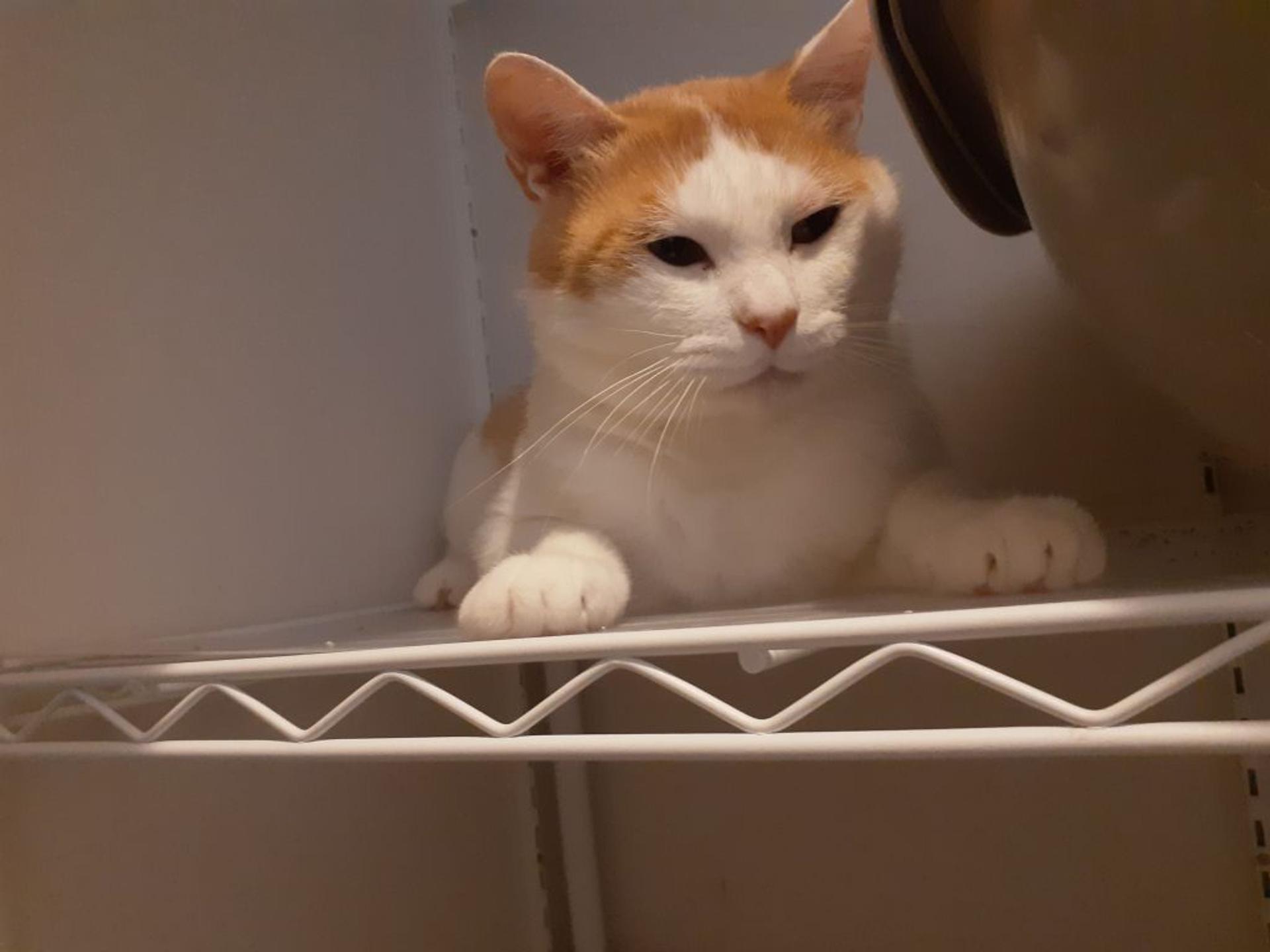 pet-image-3