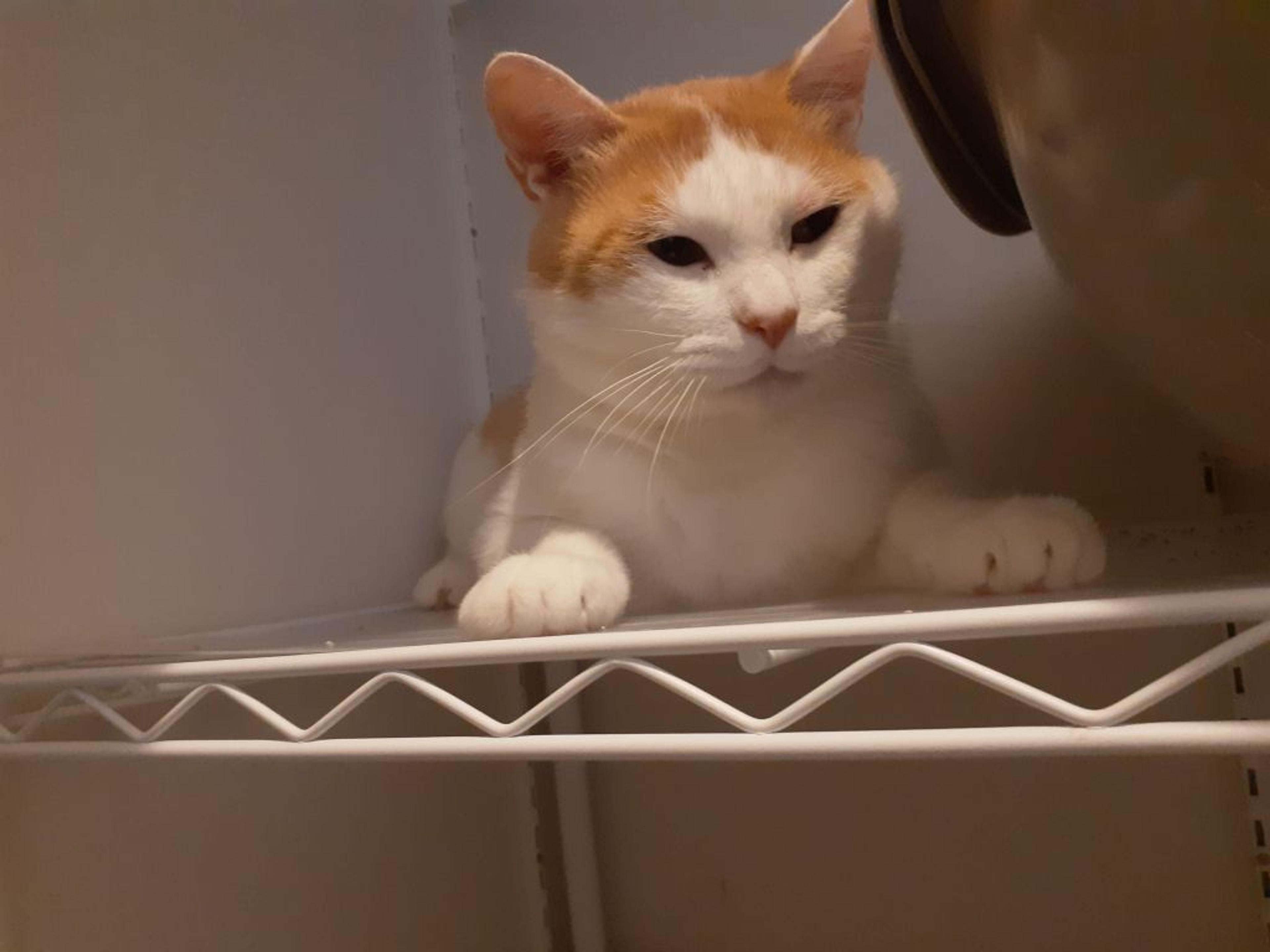 pet-image-3