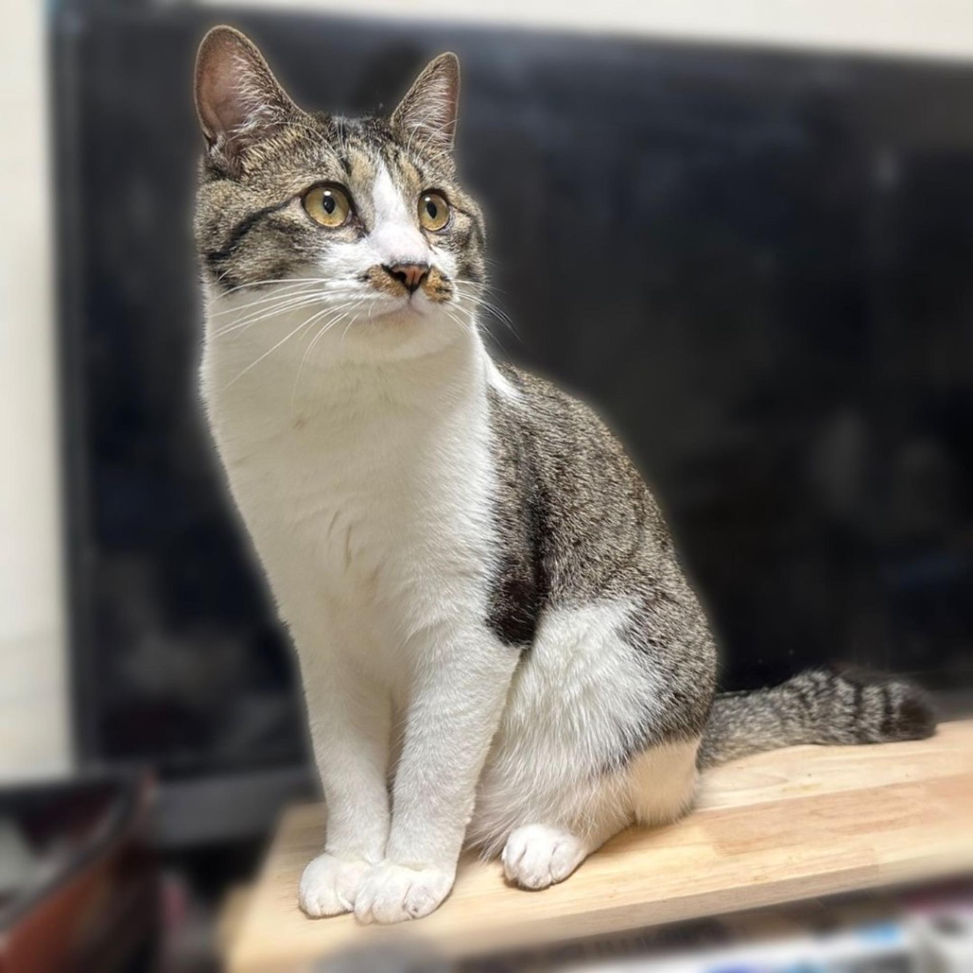 pet-image-4