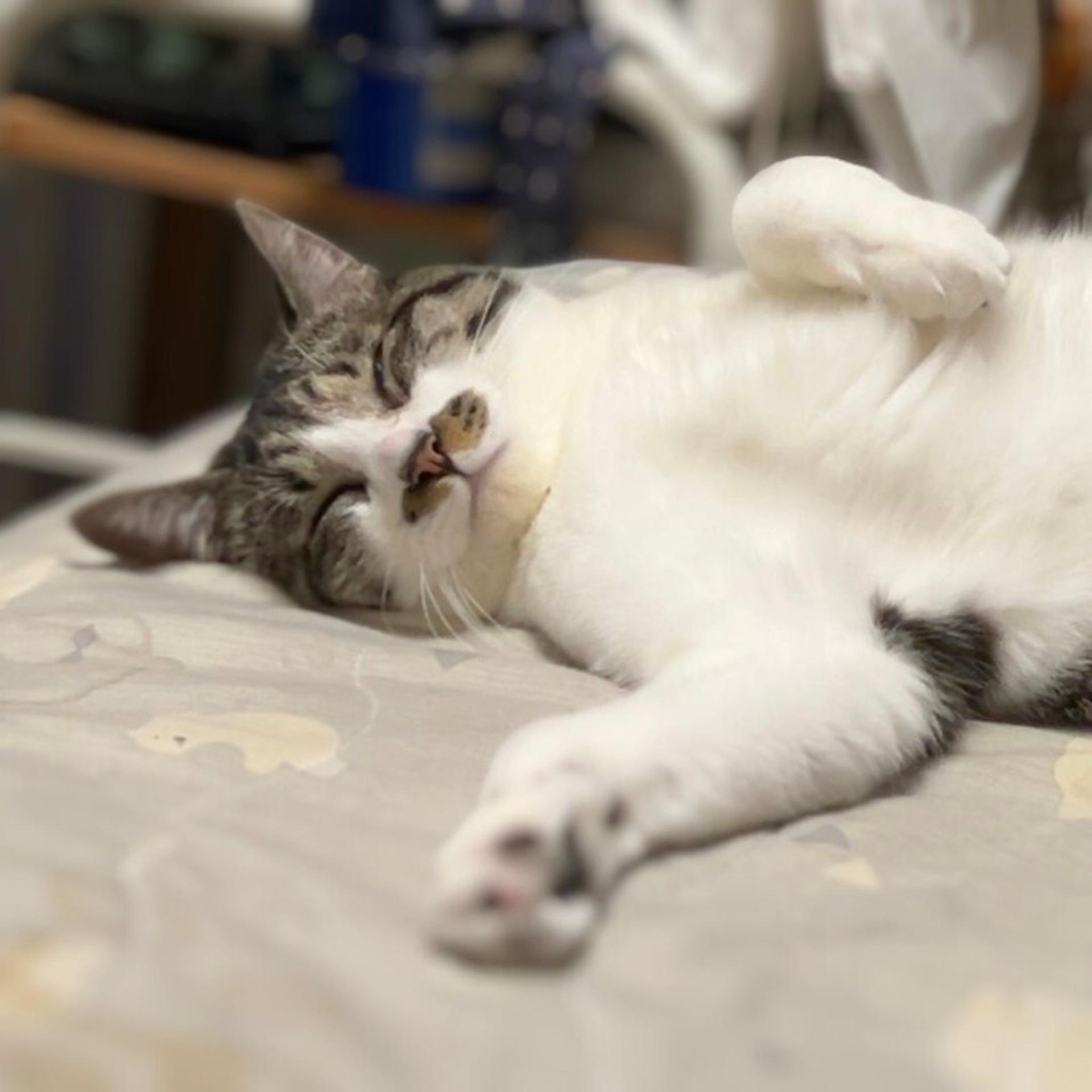 pet-image-8