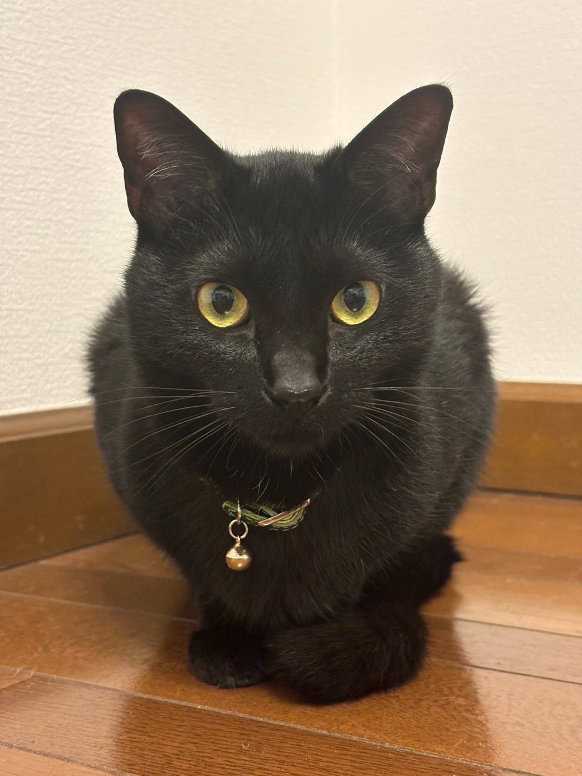 雑種（ミックス猫）・オスの里親募集の写真
