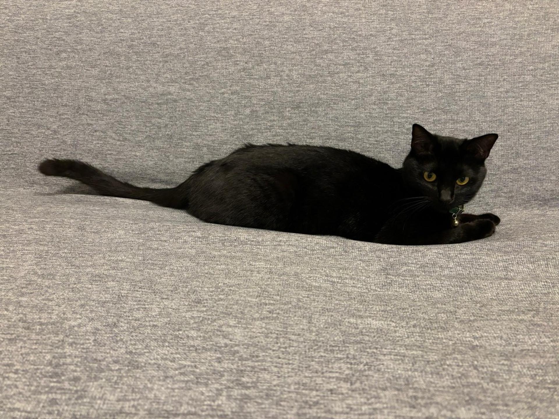pet-image-3