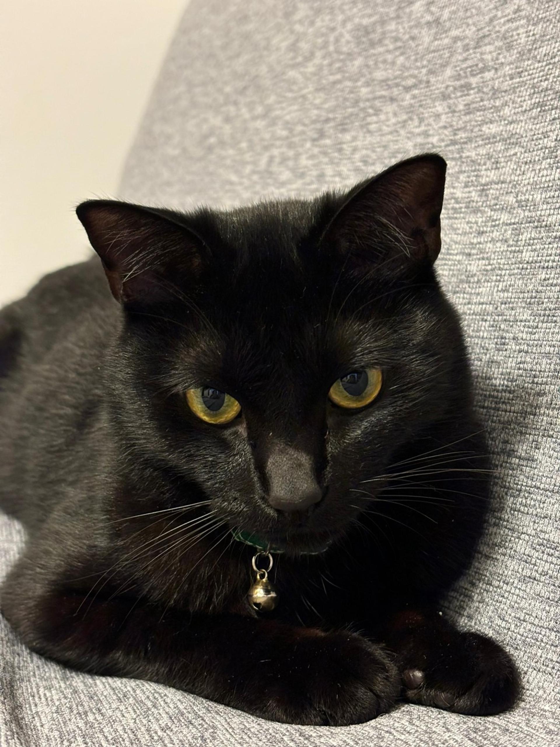 pet-image-5