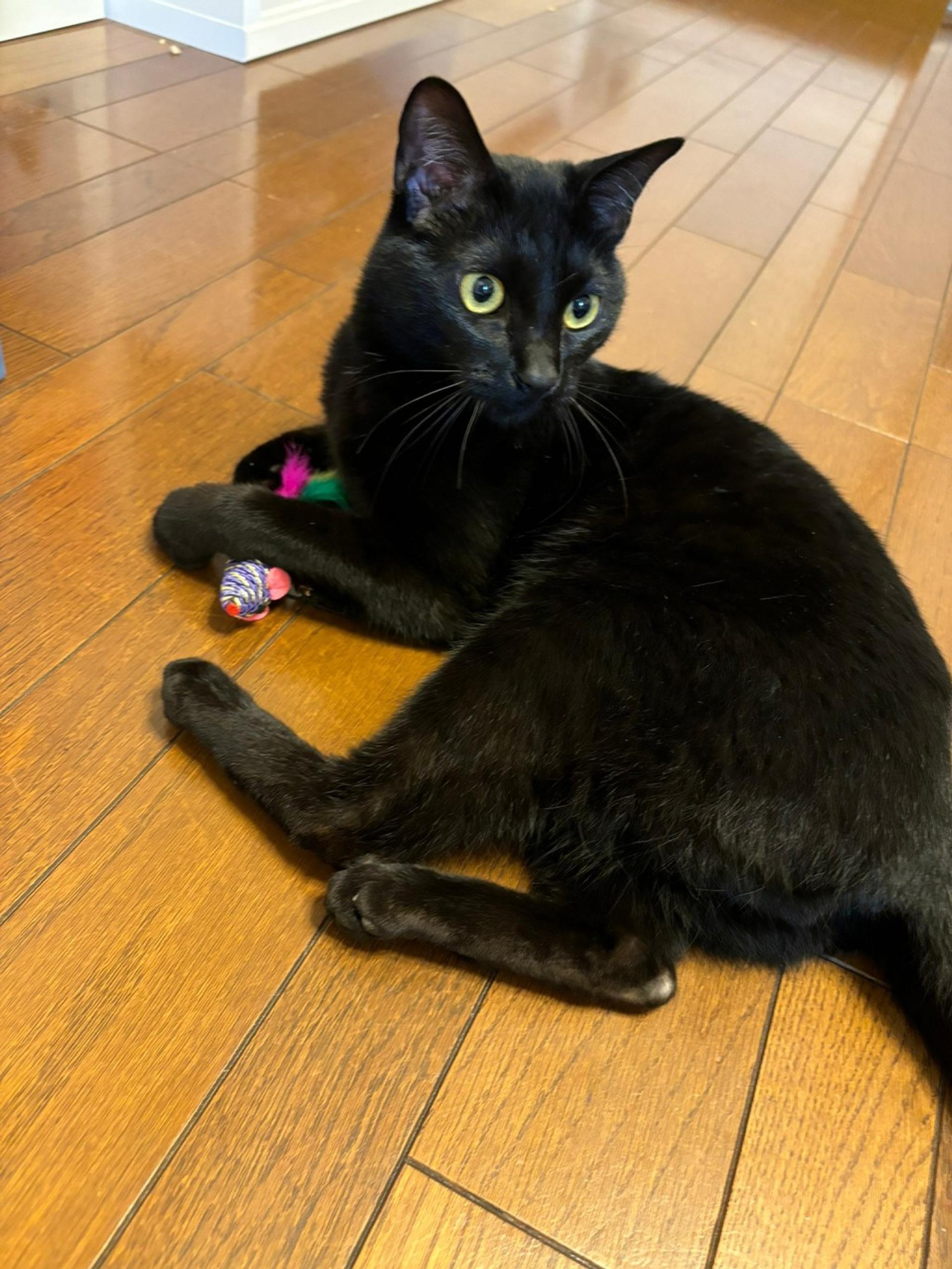 pet-image-6