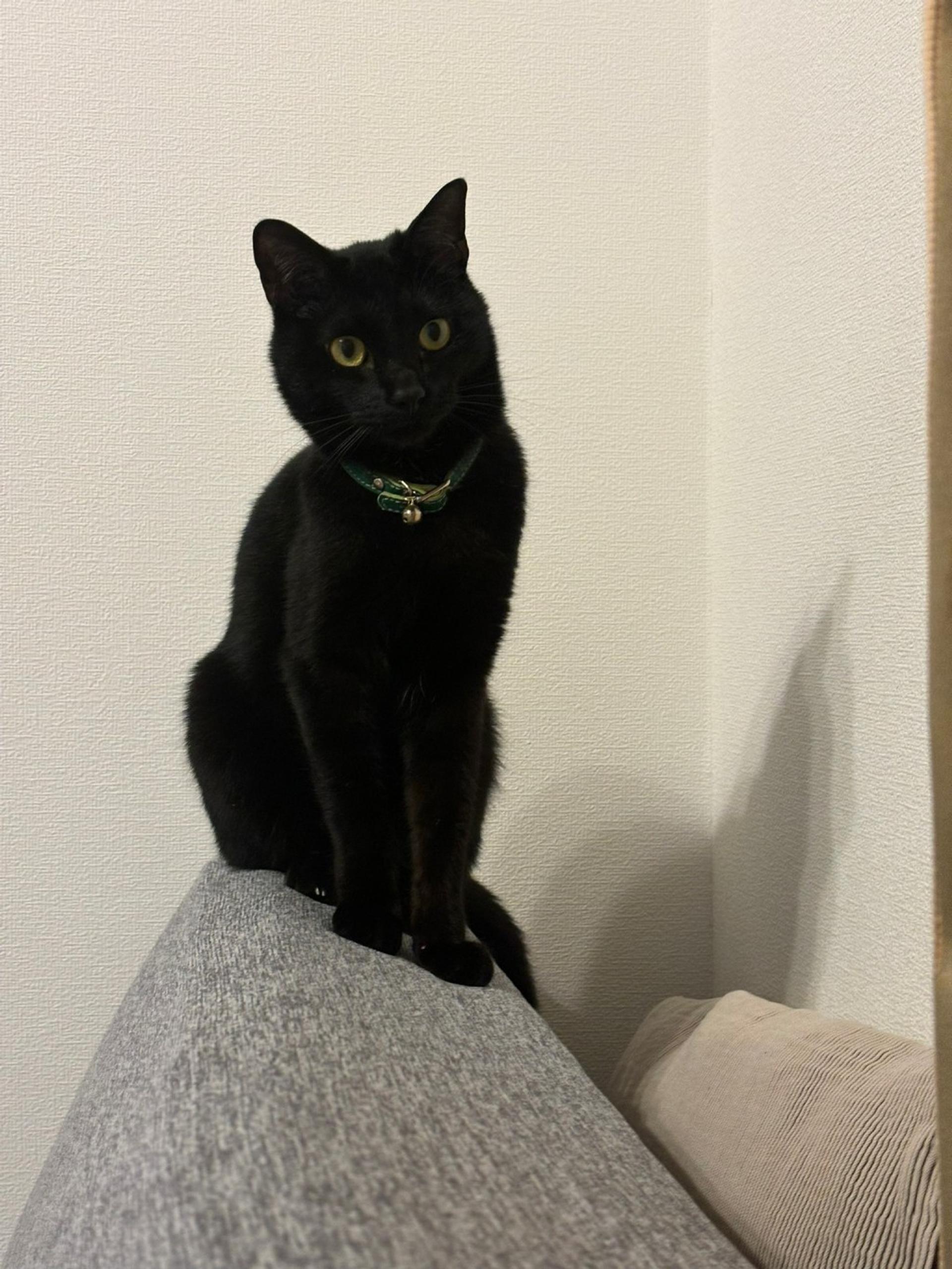 pet-image-9