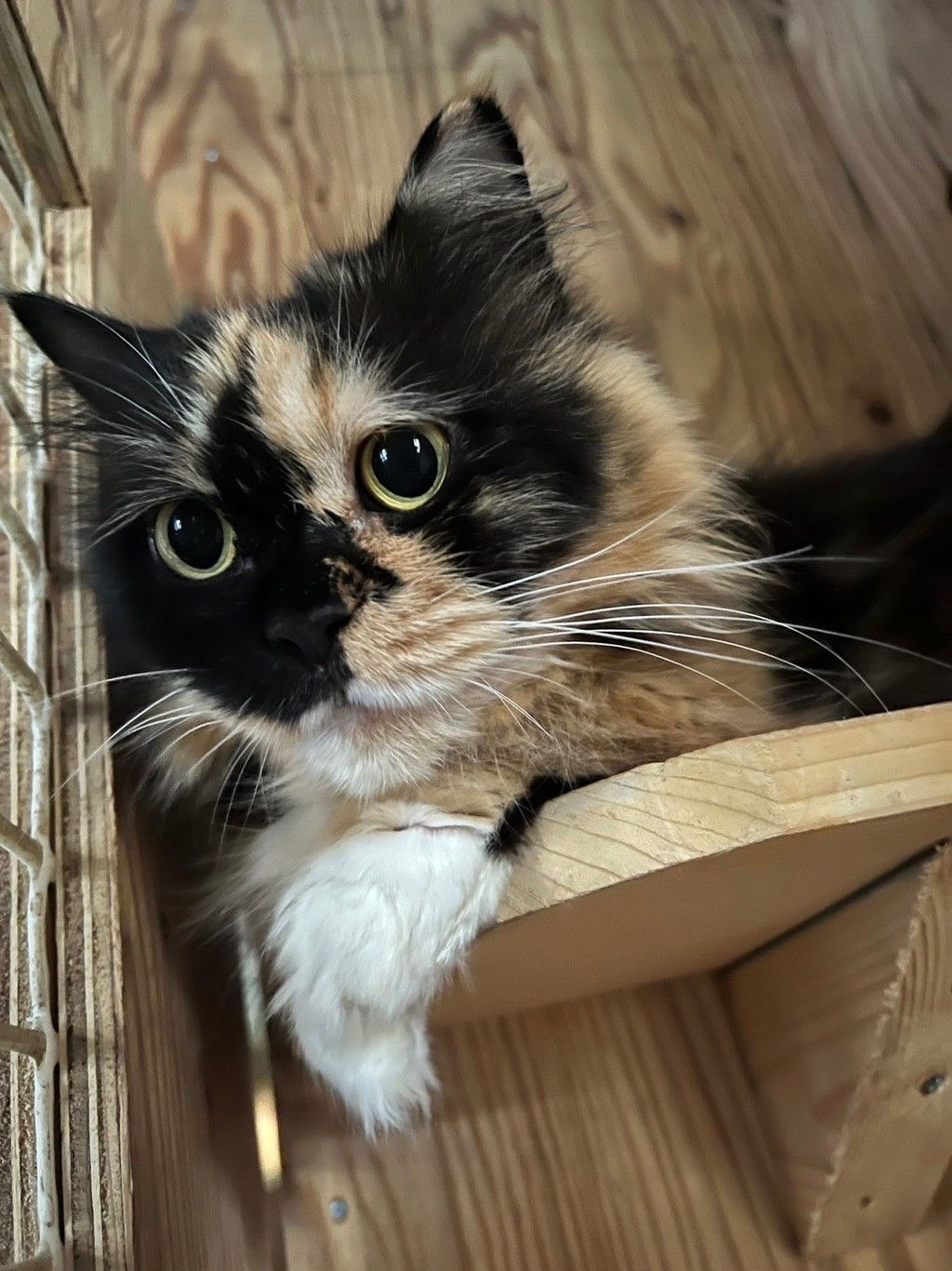 マンチカン・メスの里親募集の写真