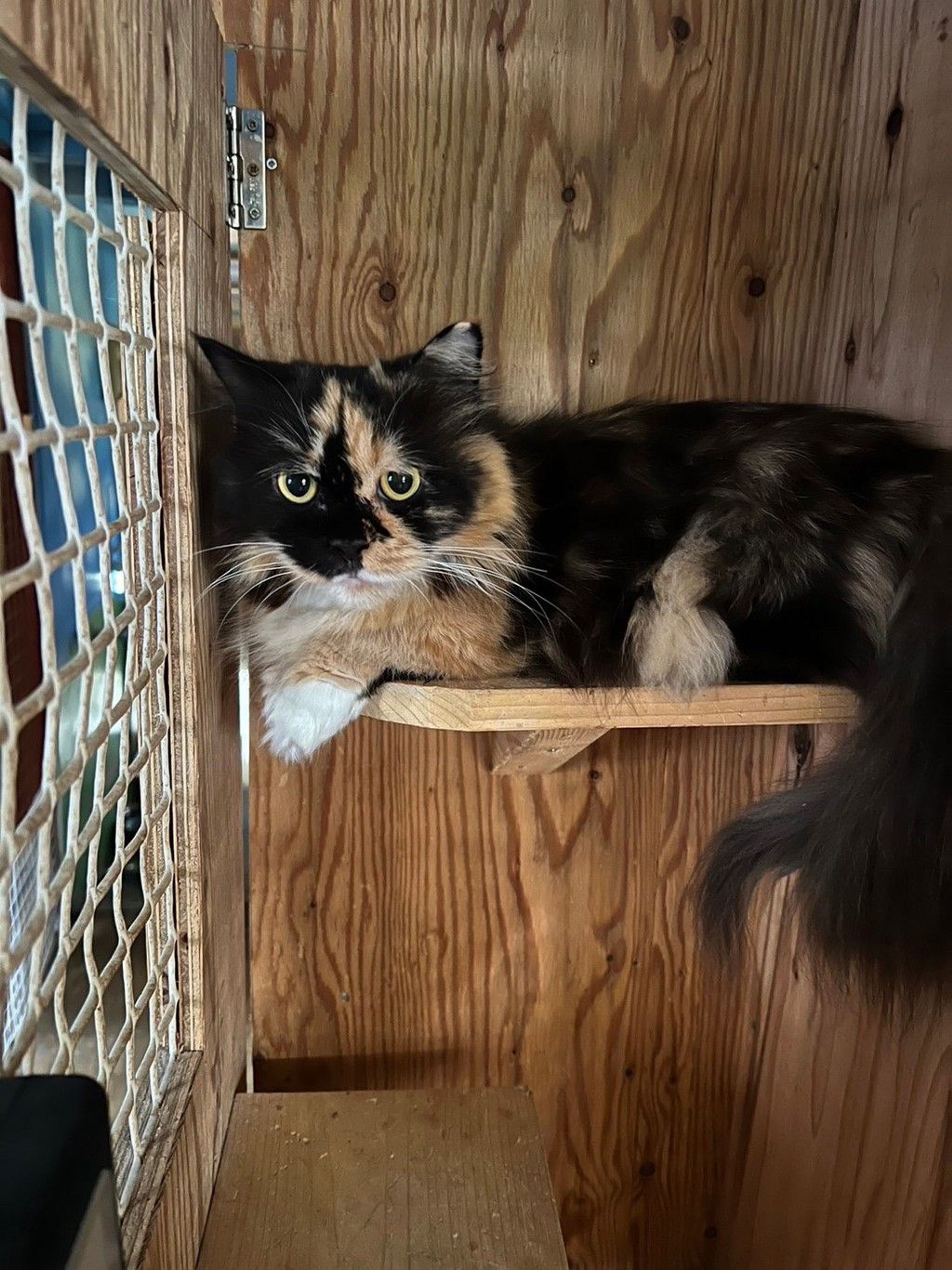 pet-image-3