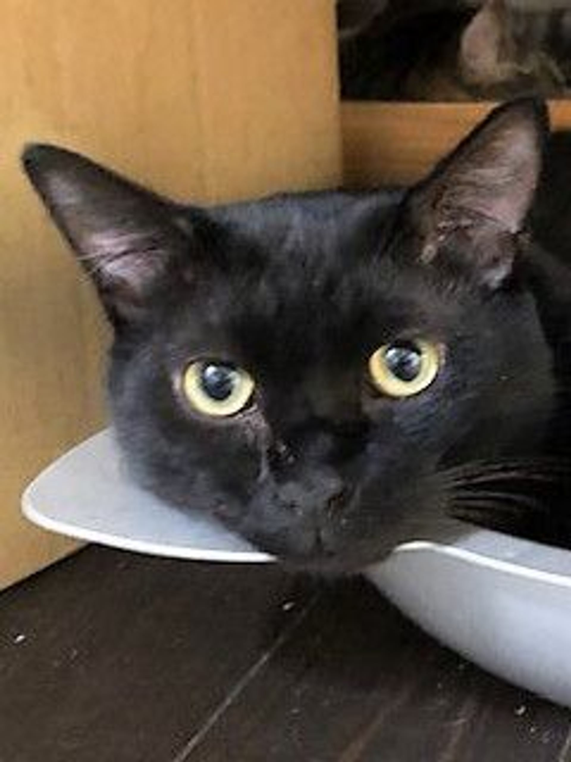 雑種（ミックス猫）・オスの里親募集の写真