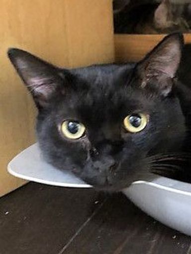 雑種（ミックス猫）・オスの里親募集の写真